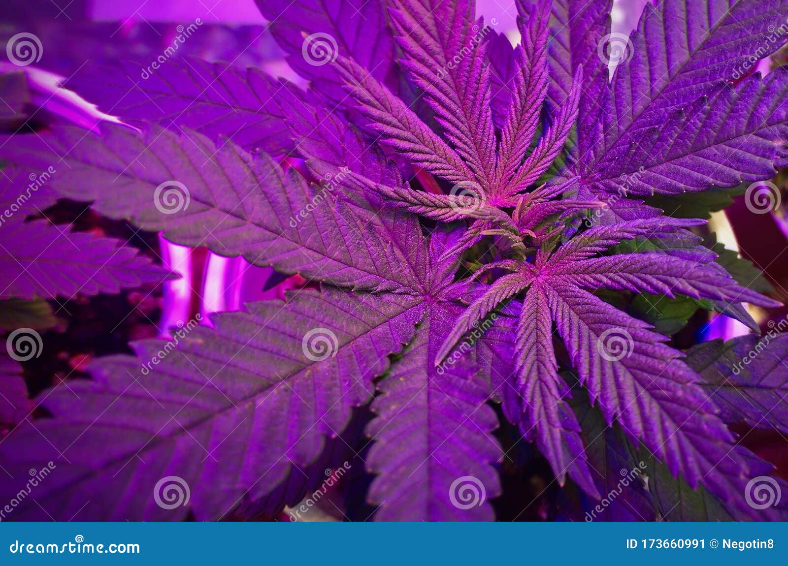 Cannabisväxt Marijuana I En Odlingsbox Under Purpurfärgat Ljus  Fotografering för Bildbyråer - Bild av blomkruka, kväva: 173660991