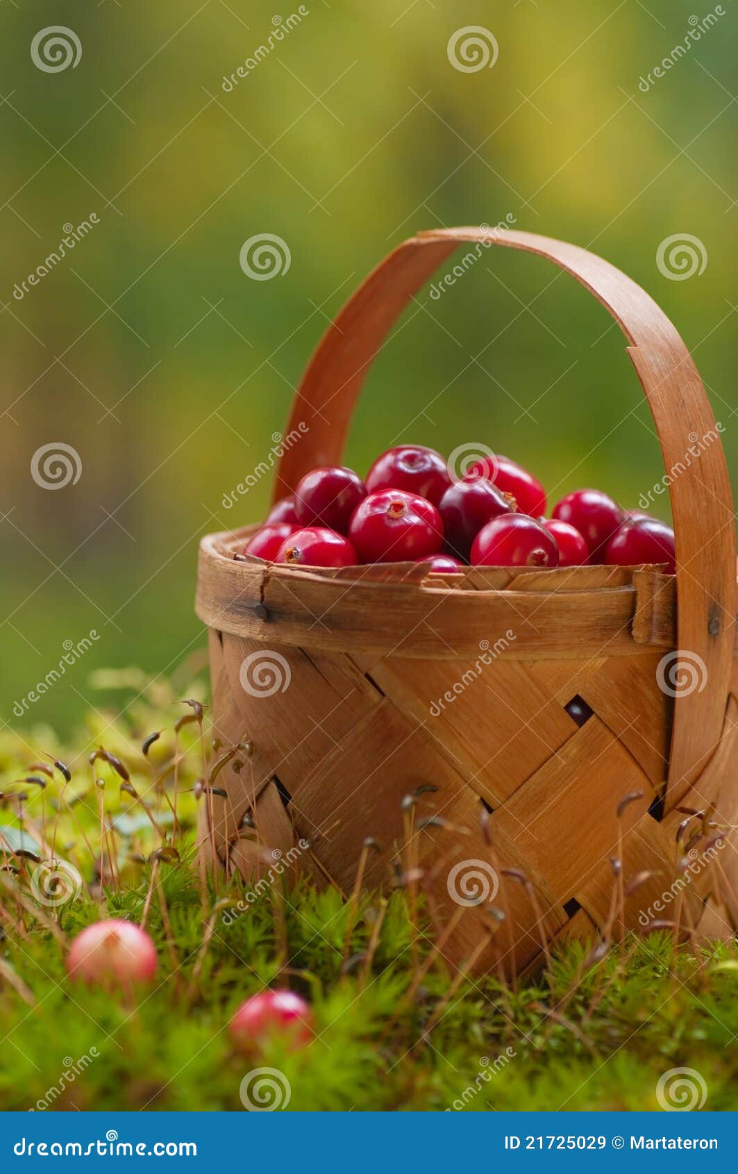 Canneberges fraîches dans un panier sur la mousse