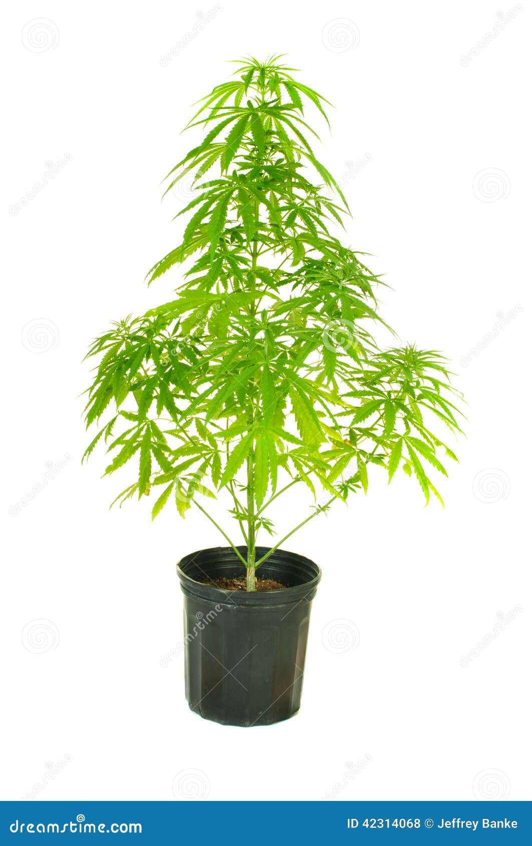 Cannibis plant stock photo. Image of foliage, addiction 42314068
