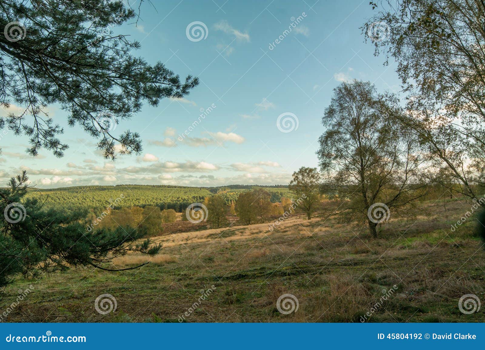 Cannock Chase Forest in Autumn Stock Photo Image of brittain, land