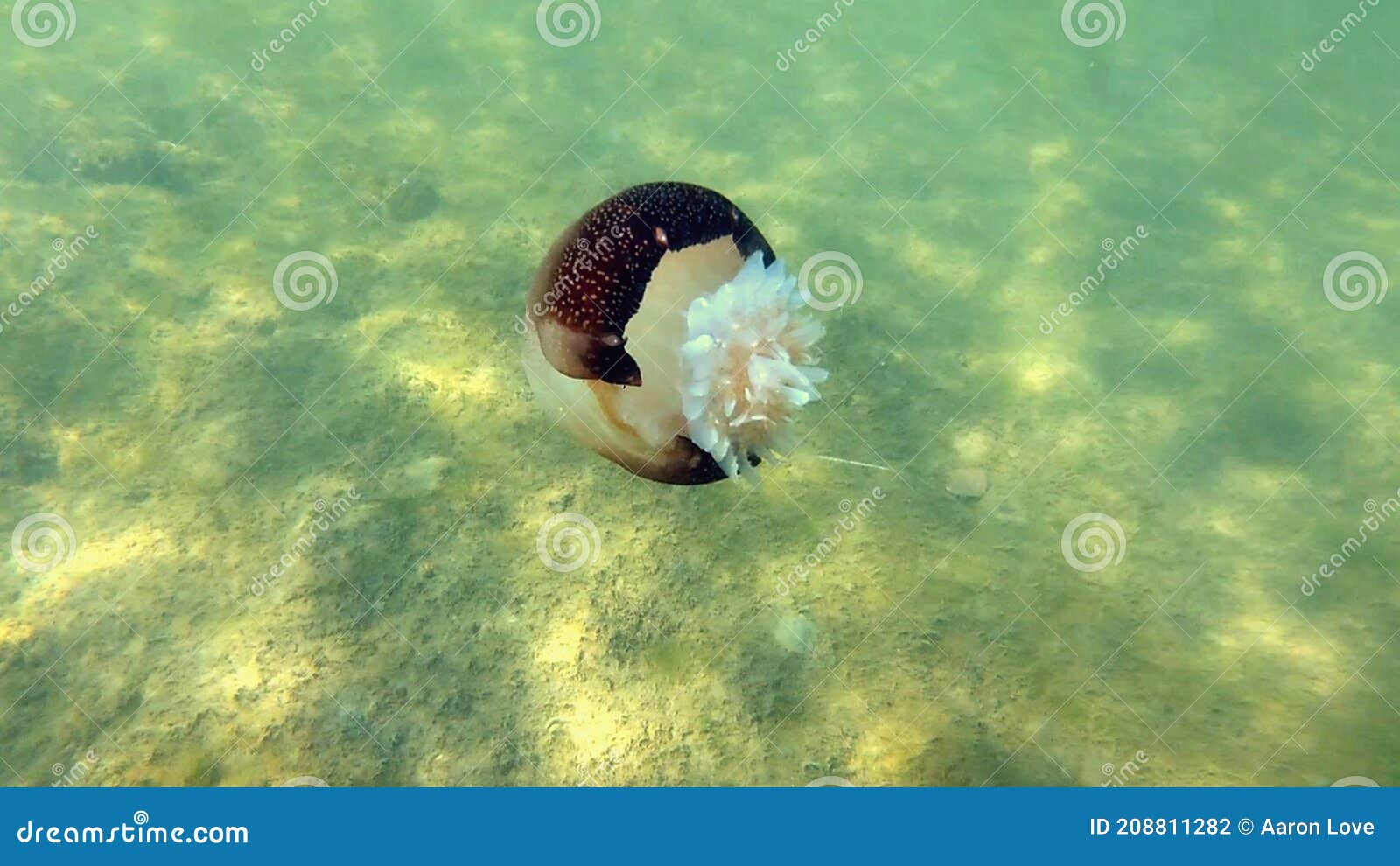 Cannon Ball Jelly Fish Swimming Stock Photo Image of organism