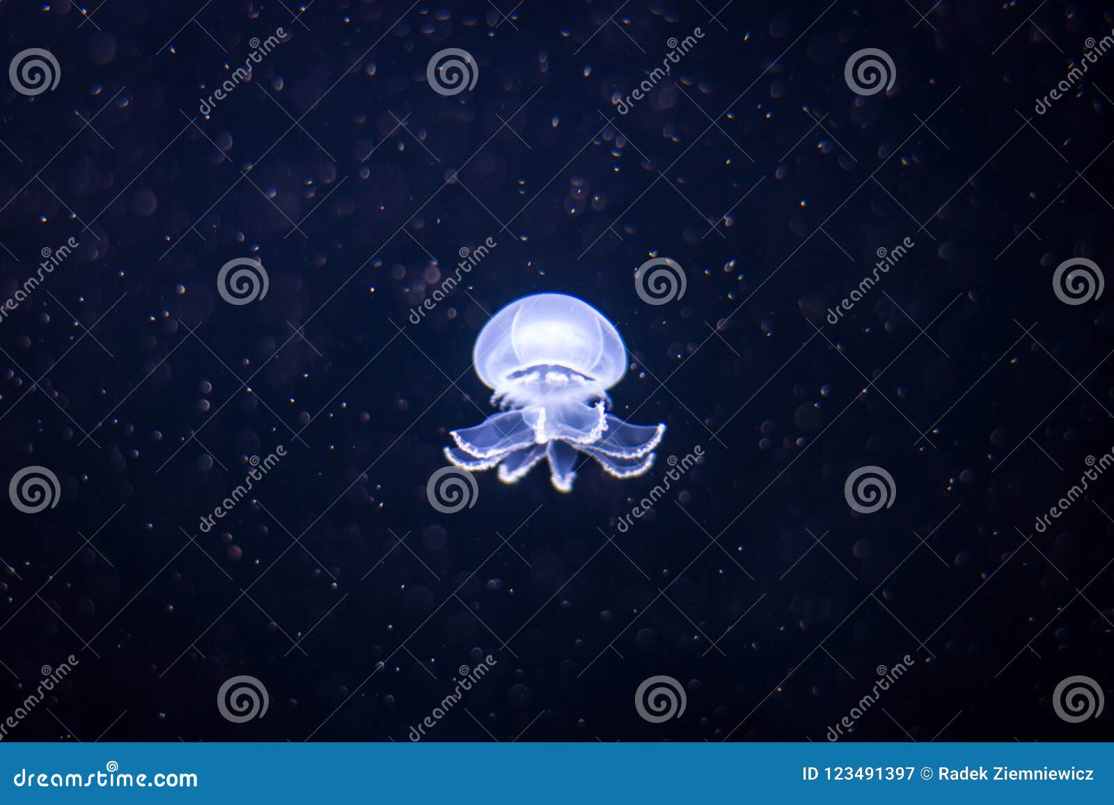 Cannonball Jellyfish in Aquarium Stock Image Image of cannonball