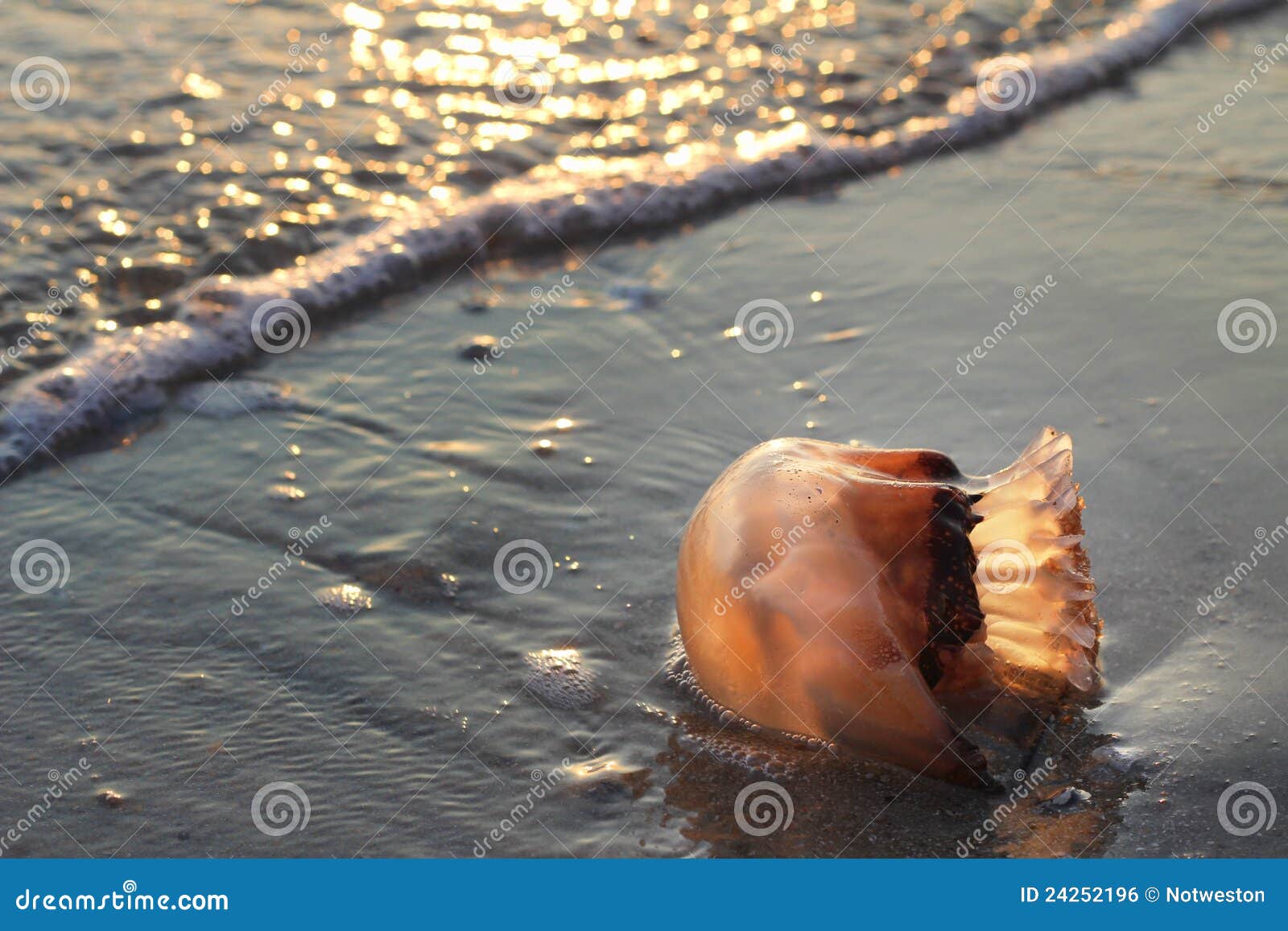 Cannonball Jellyfish in Surf Stock Photo Image of vacation, meleagris