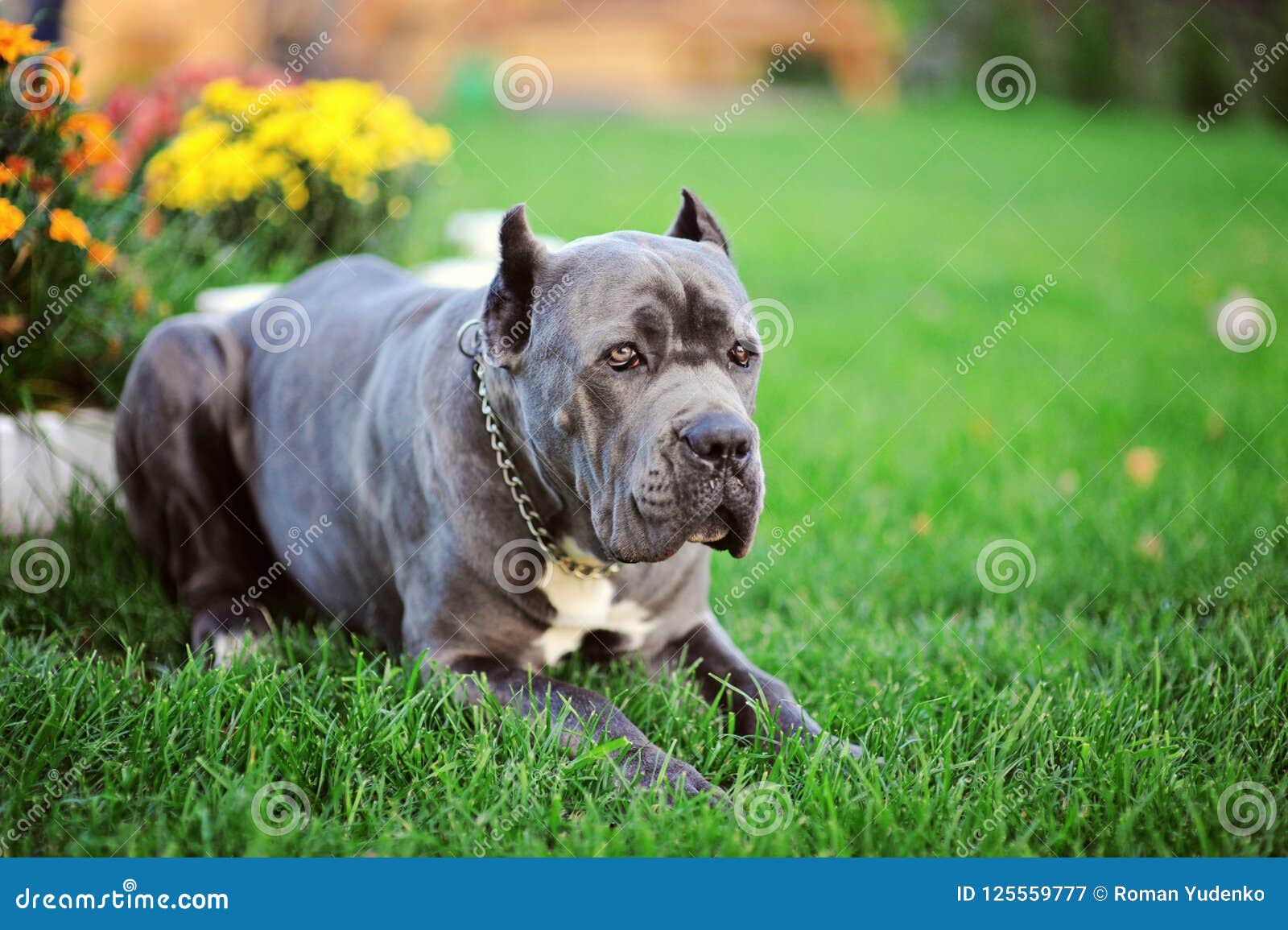 Cano Corso犬小屋爱是忠实的朋友dºd D Dm Dºd N N D N D D D Dºd D N D D Nzd D D D N N D D D D N Nƒd 库存图片