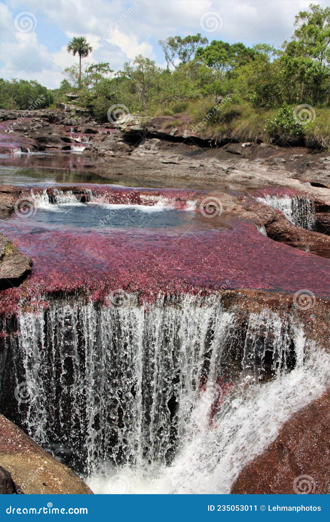 cano cristales pink waterfall jungle
