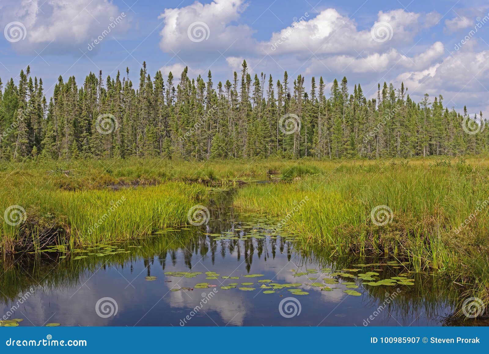 canoe path through the wetlands
