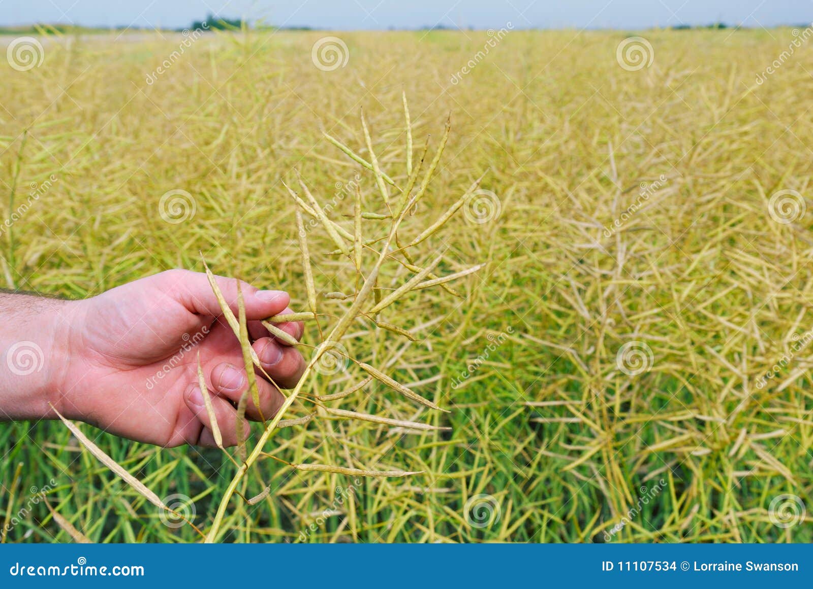 Canola in Farm hands stock photo. Image of crop, canola 11107534