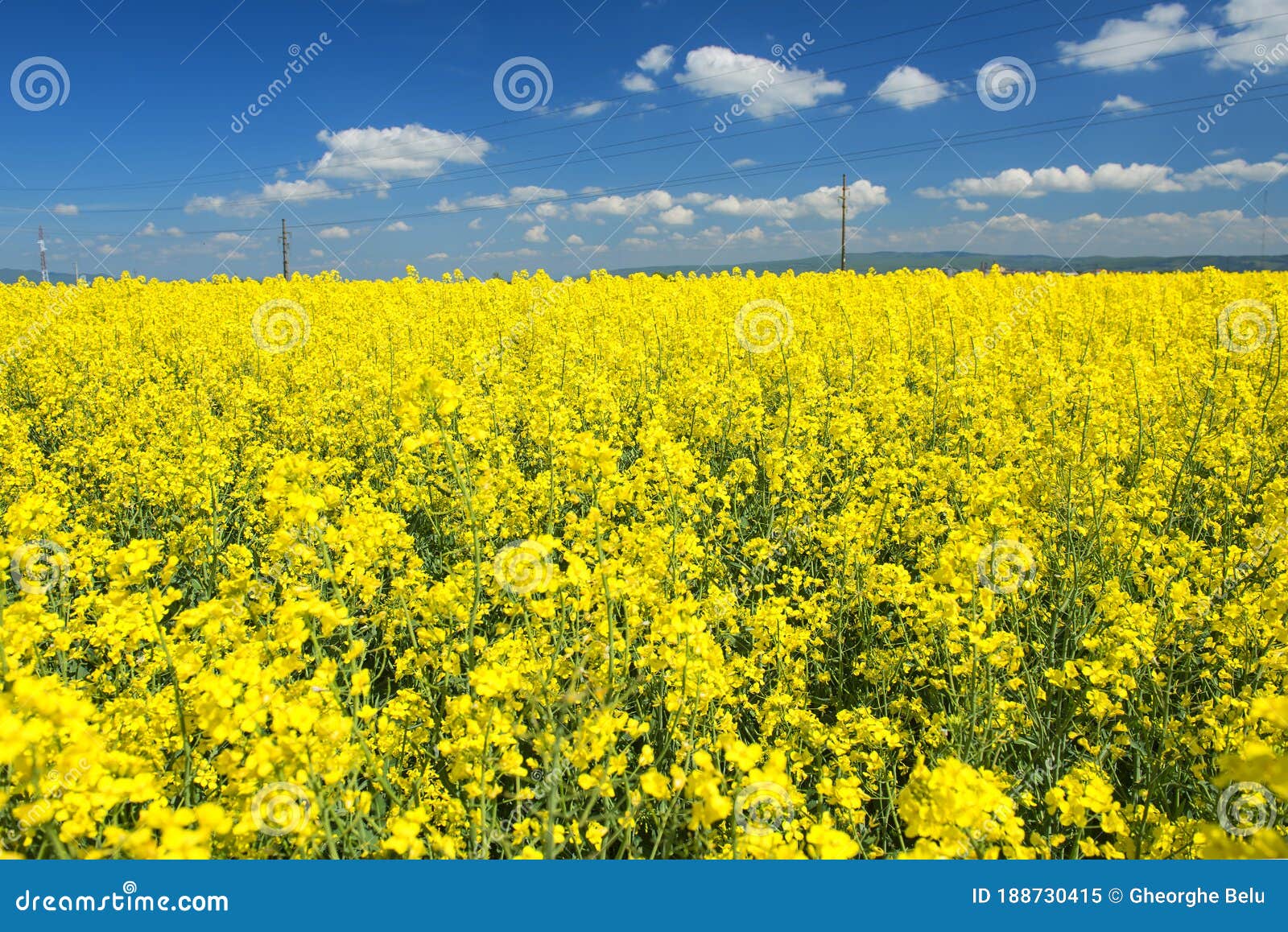 canola field with high-voltage power lines at sun. canola biofuel, organic