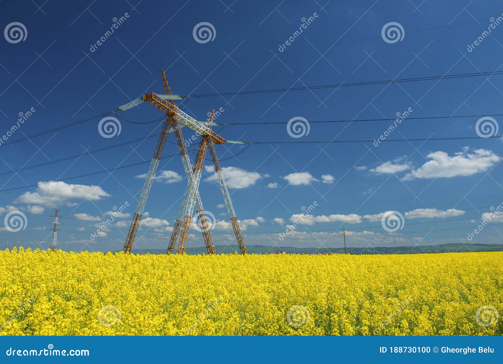 canola field with high-voltage power lines at sun. canola biofuel, organic