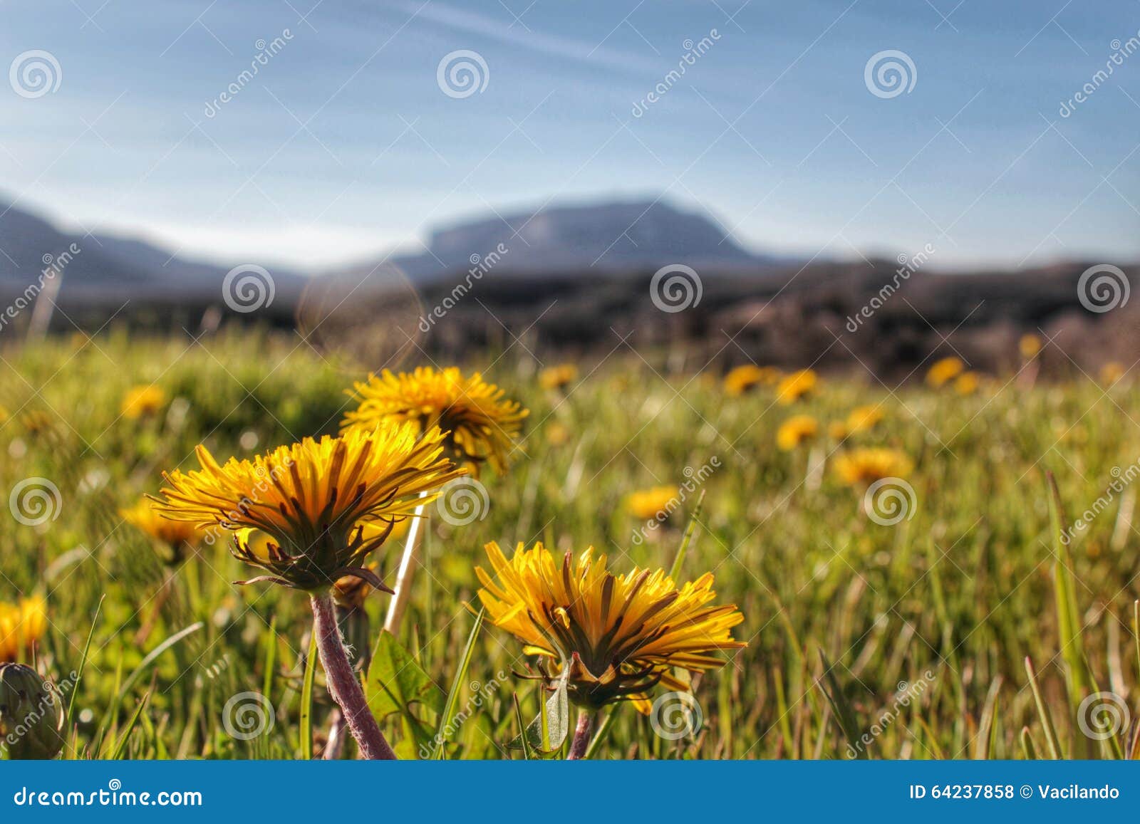 canola field nature herbals background mountain