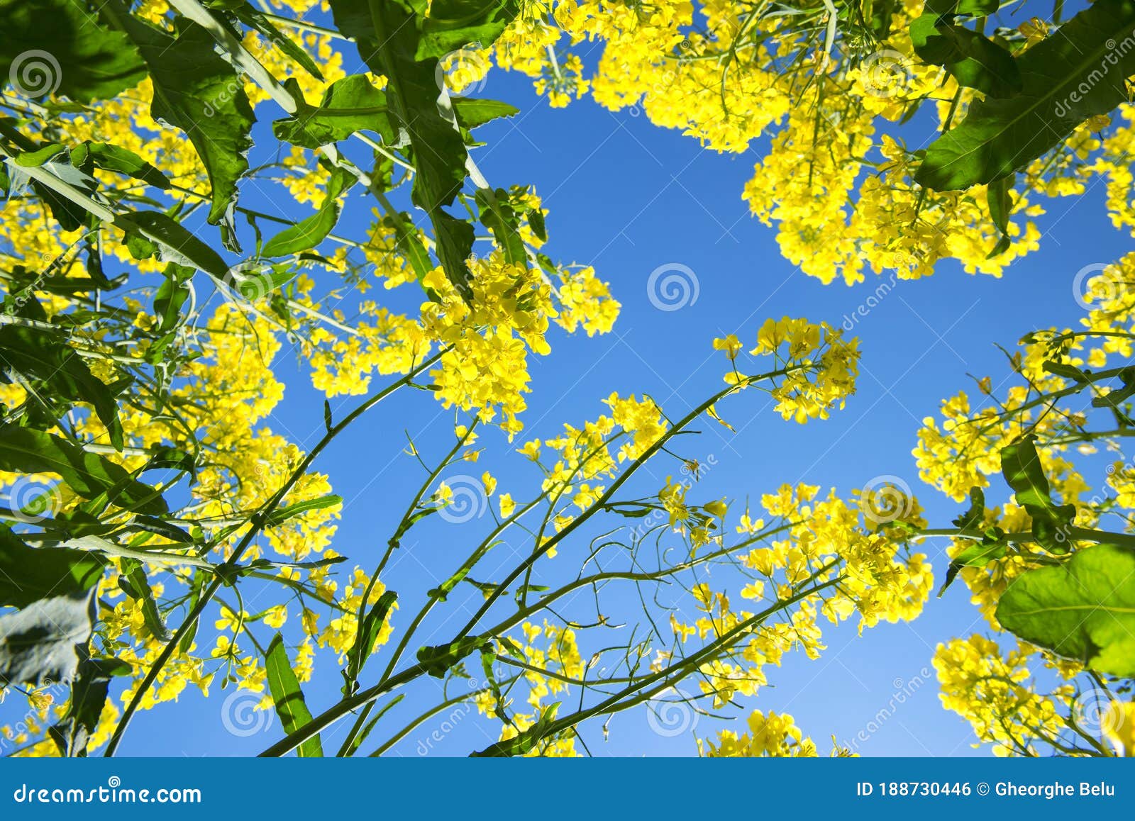 canola field in the sun. canola biofuel, organic.