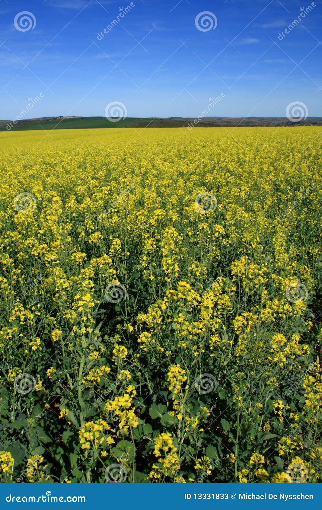 Canola fields and blue sky landscape. Canola fields in full bloom