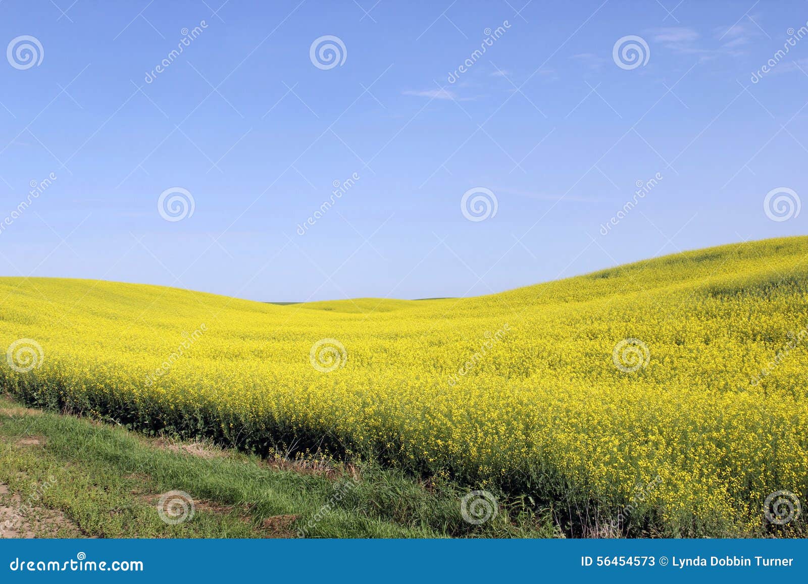 canola fields manitoba 3