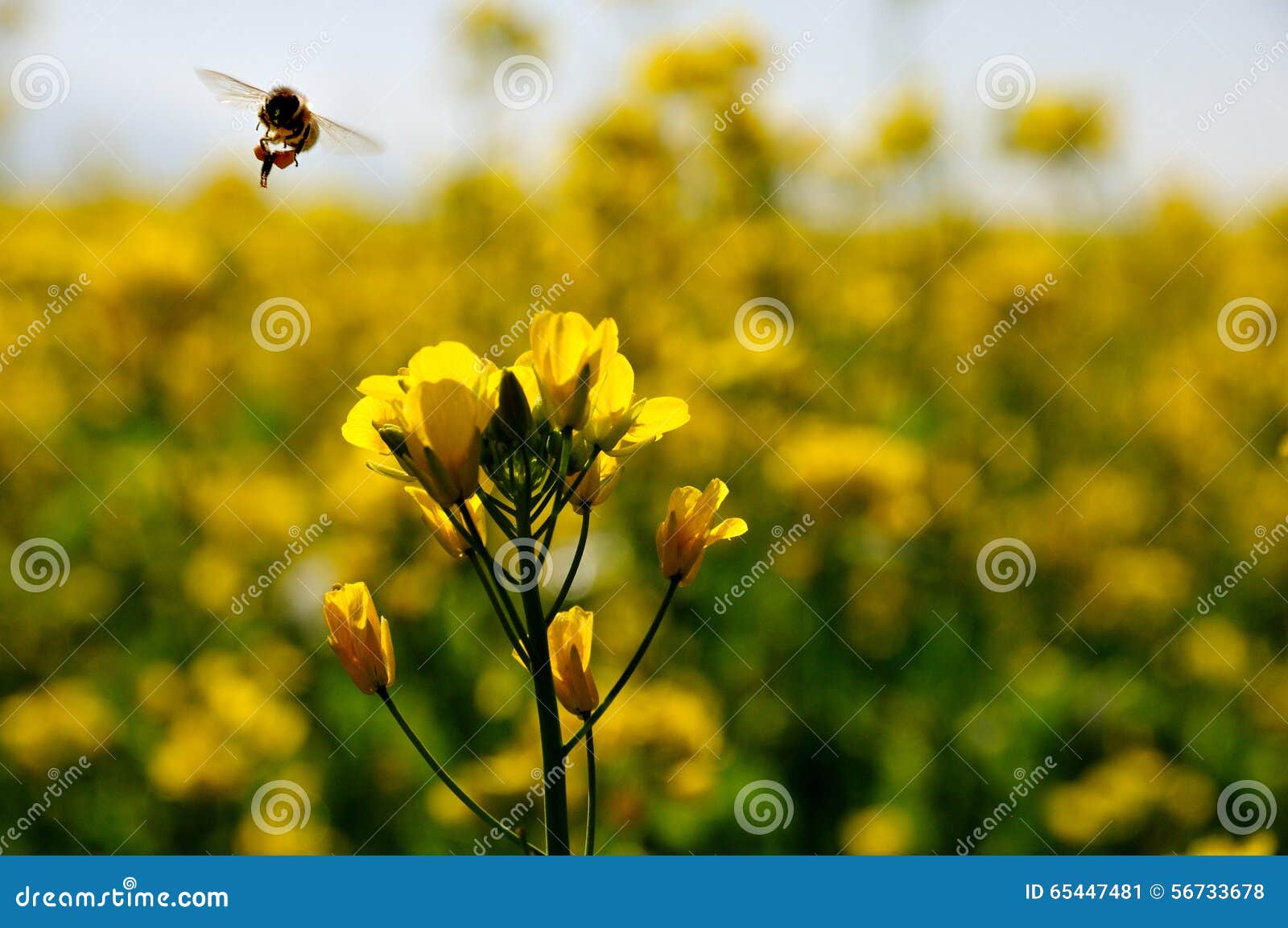 Canola flower and bee stock image. Image of clouds, country 65447481