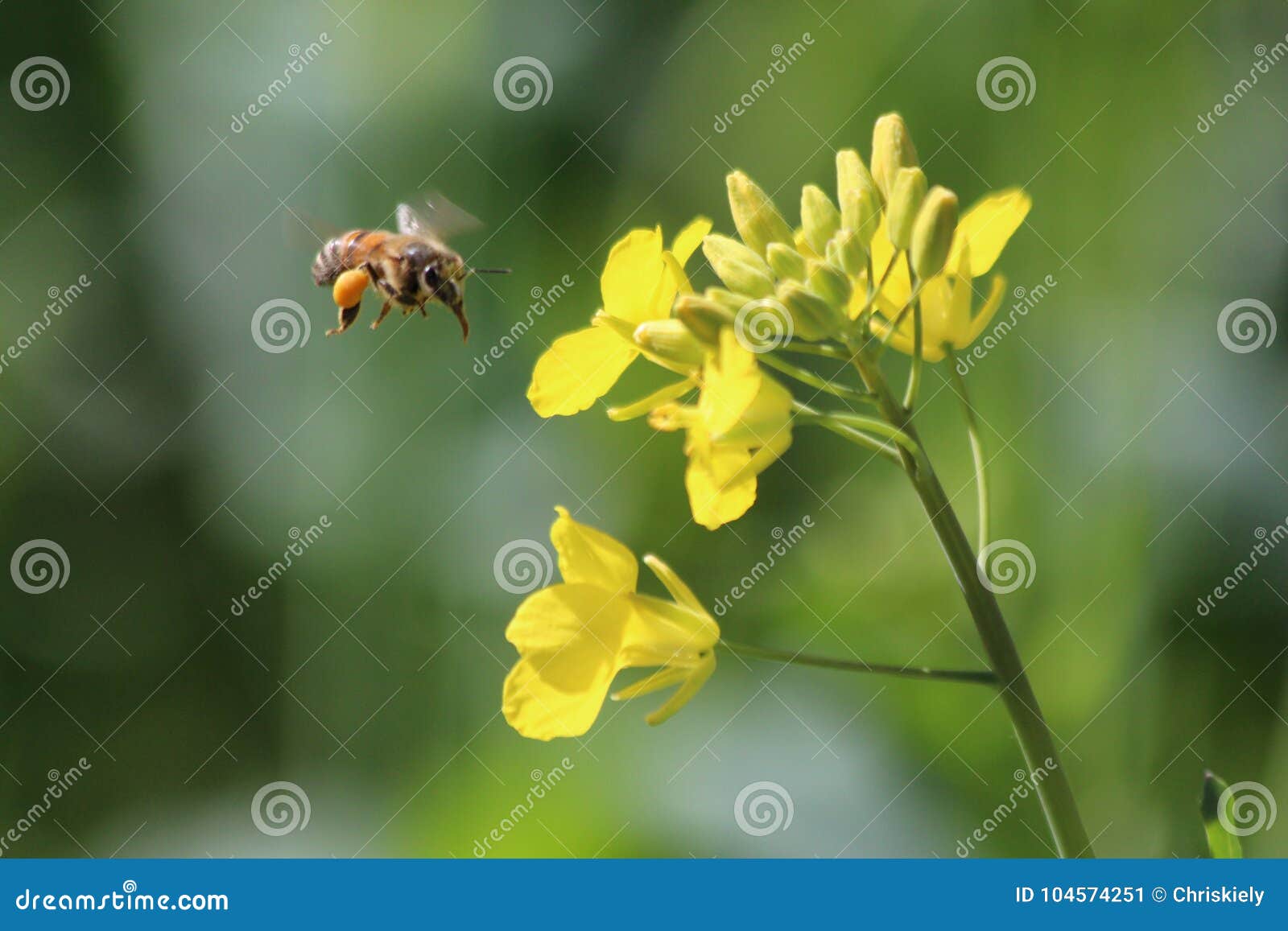 Canola Flower and Bee stock image. Image of period, winter 104574251
