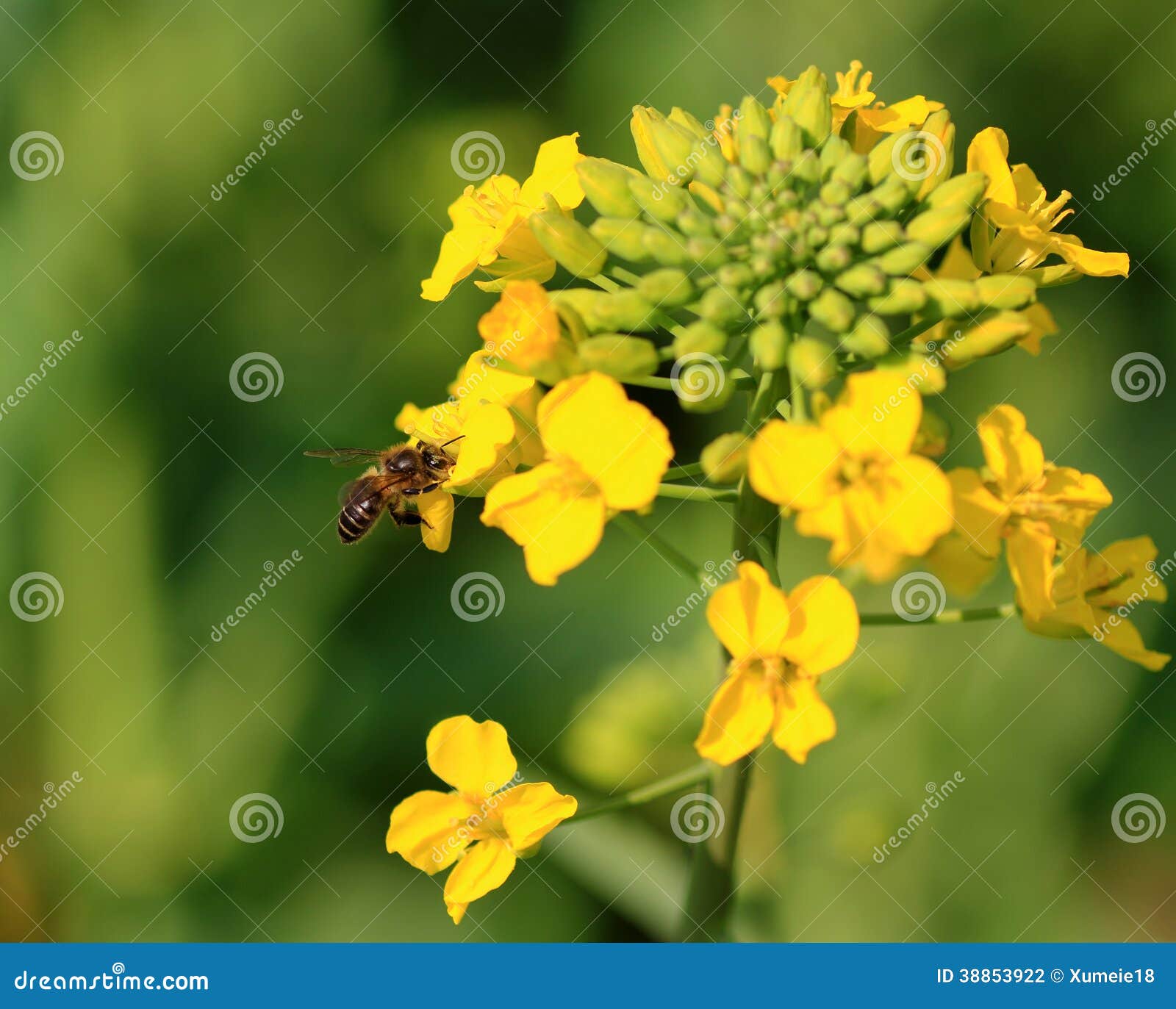 Canola flower and bee stock photo. Image of grow, outdoor 38853922