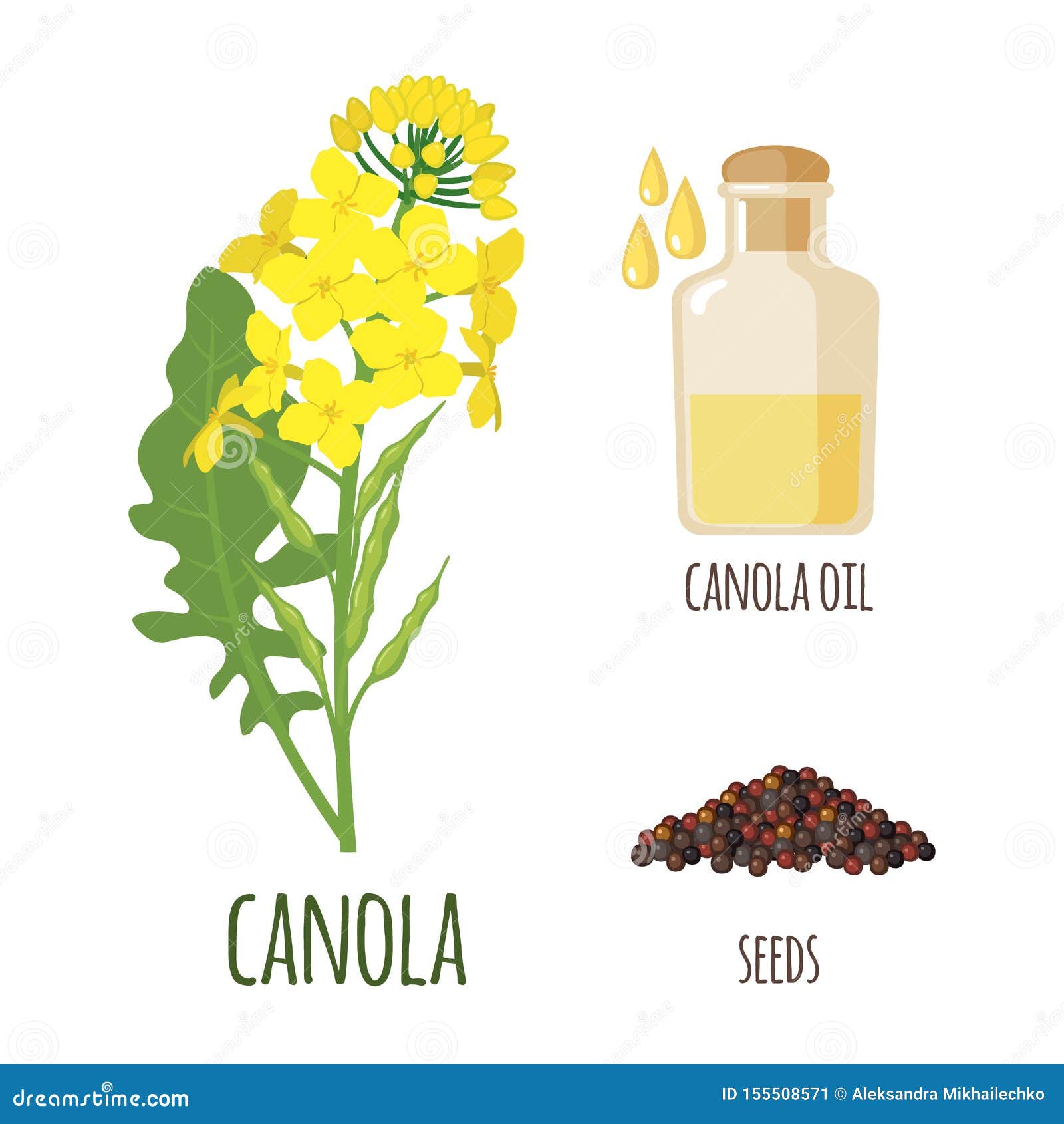canola flowers with pod and seeds in flat style