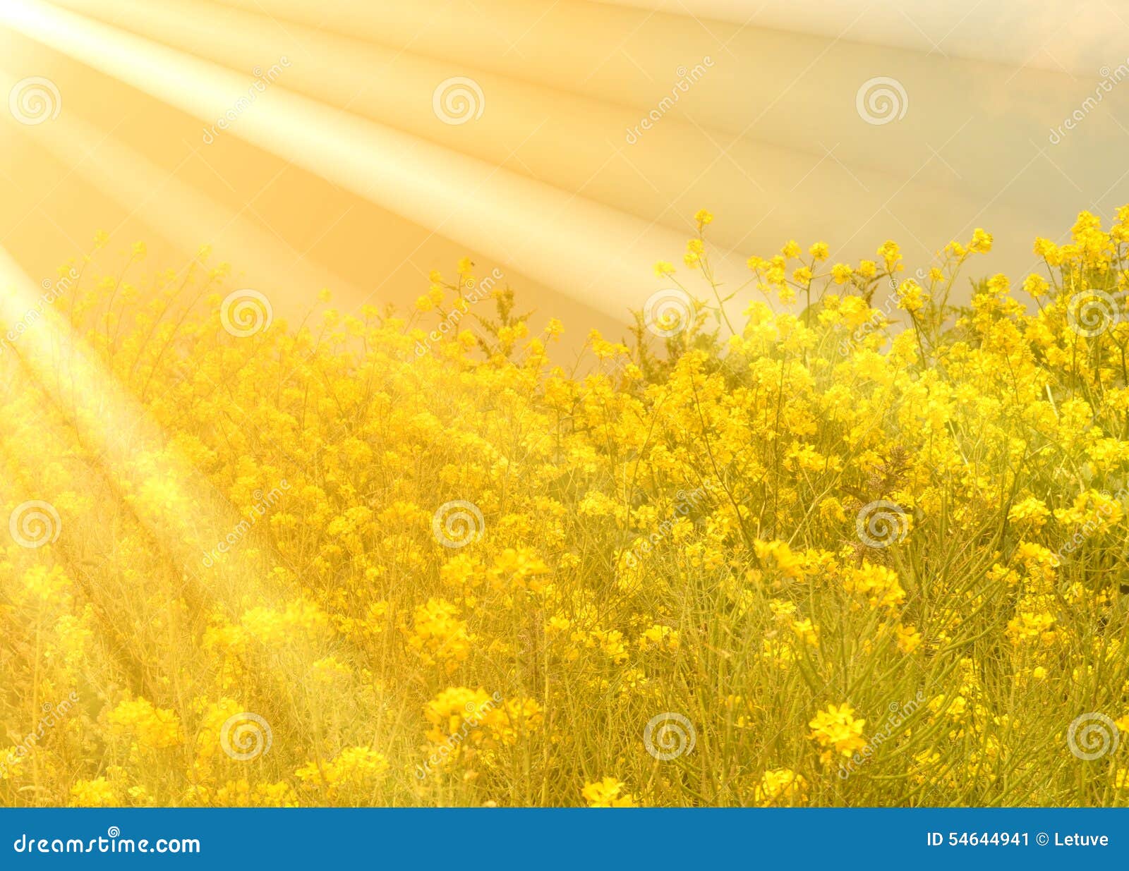 canola golden sunshine