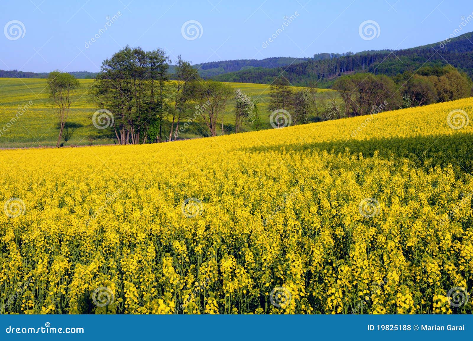 Canola oil stock photo. Image of golden, nature, plant 19825188
