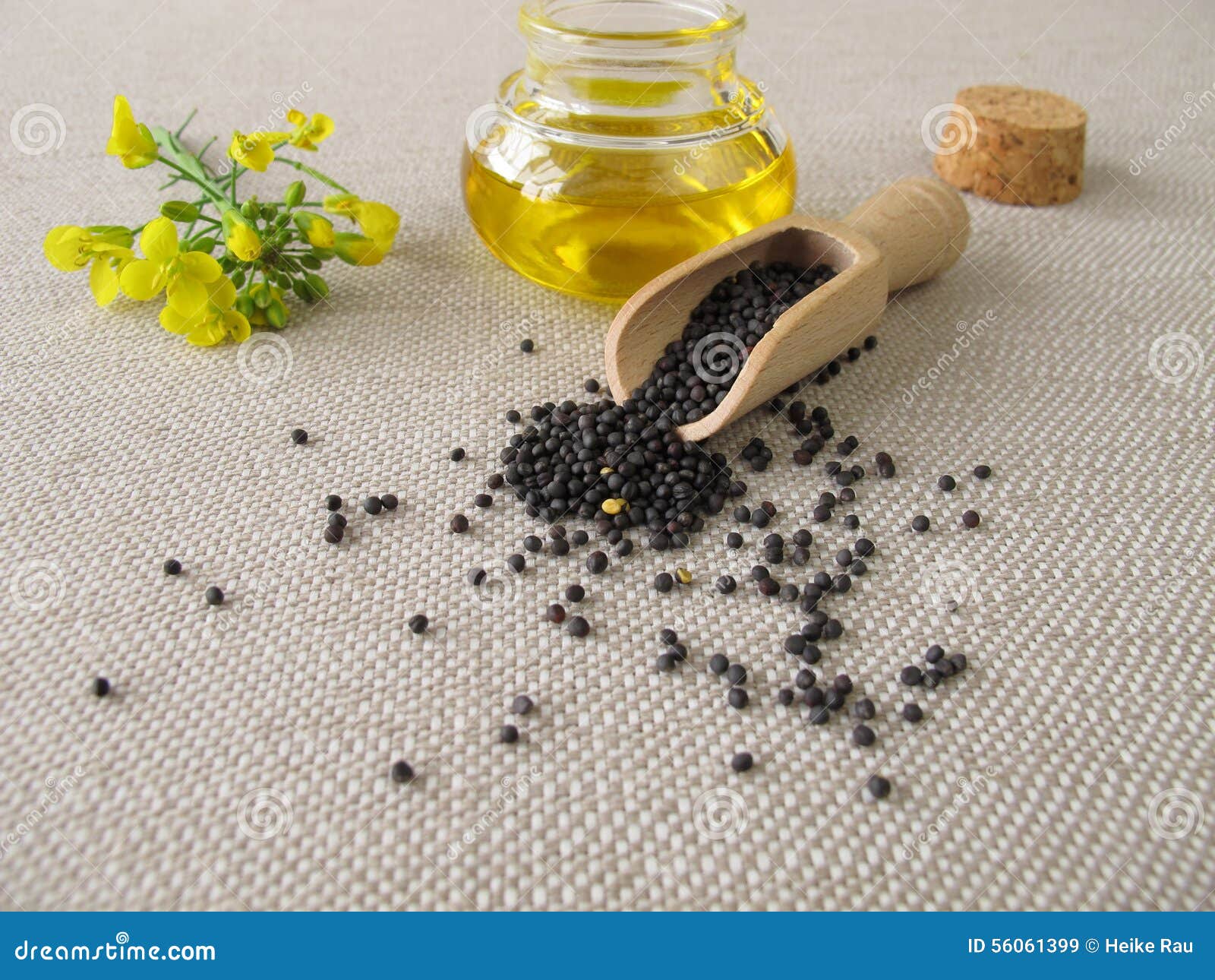 canola oil and rapeseed