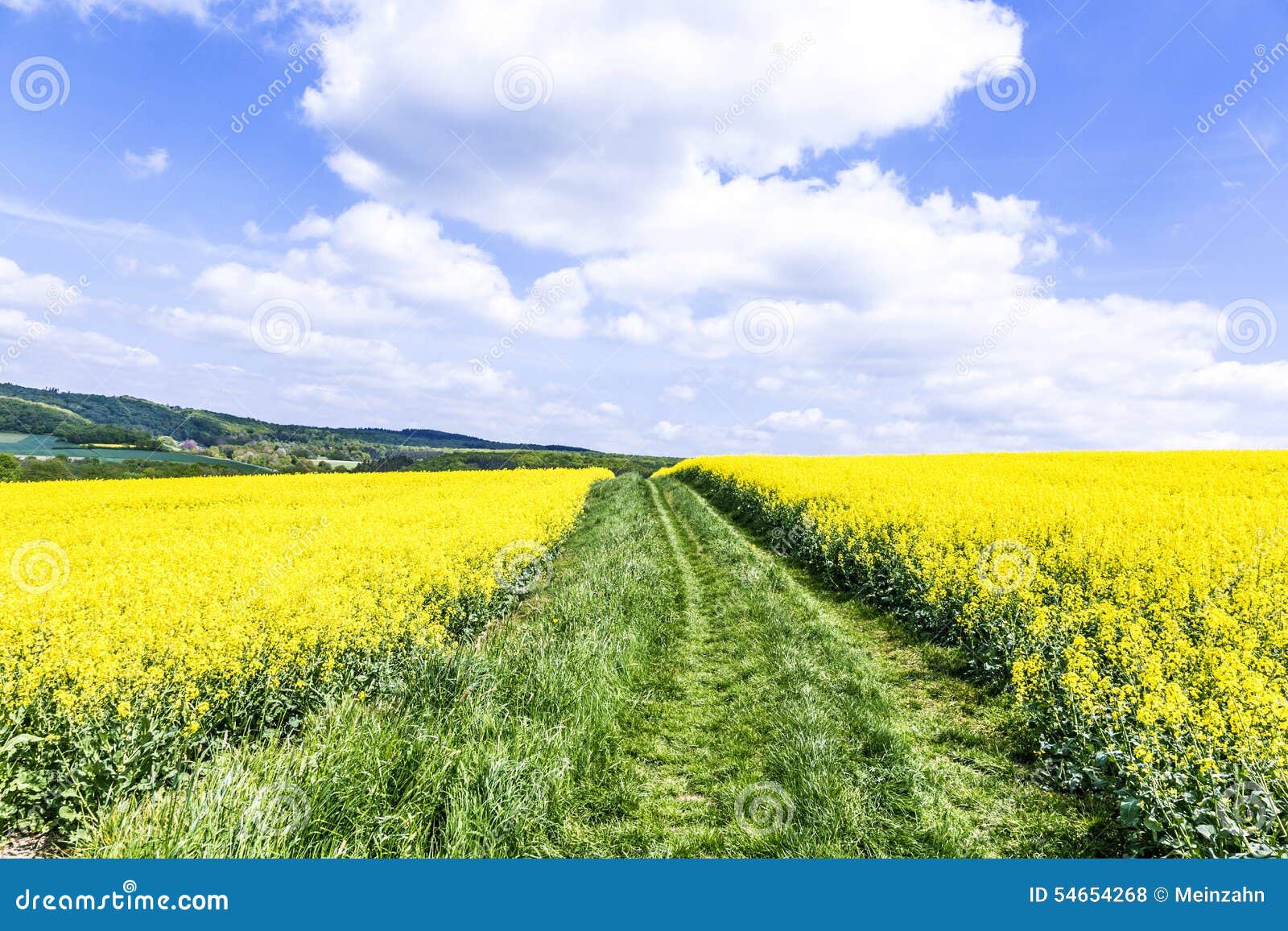 Canola,Oilseed stock photo. Image of industry, field 54654268