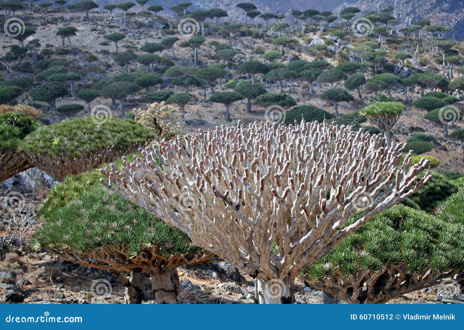 462 Tree Blood Dead Photos Free Royalty Free Stock Photos From Dreamstime