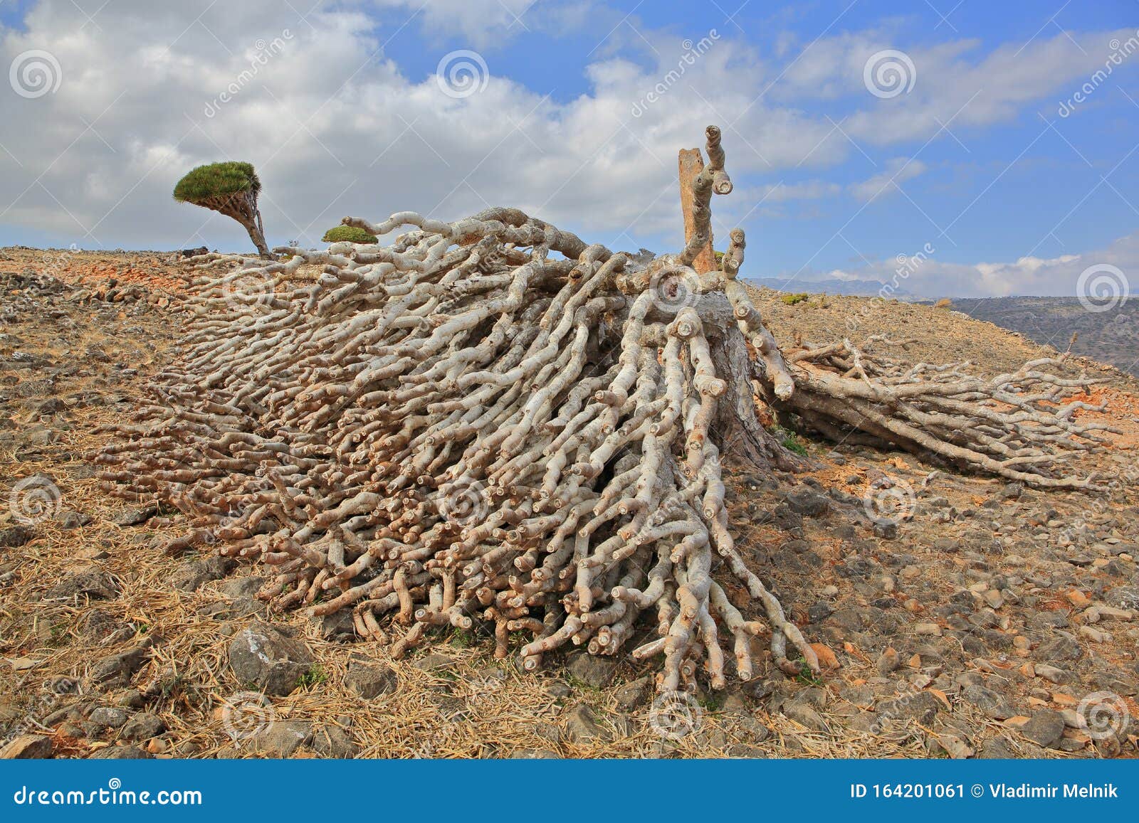 dead dragon tree