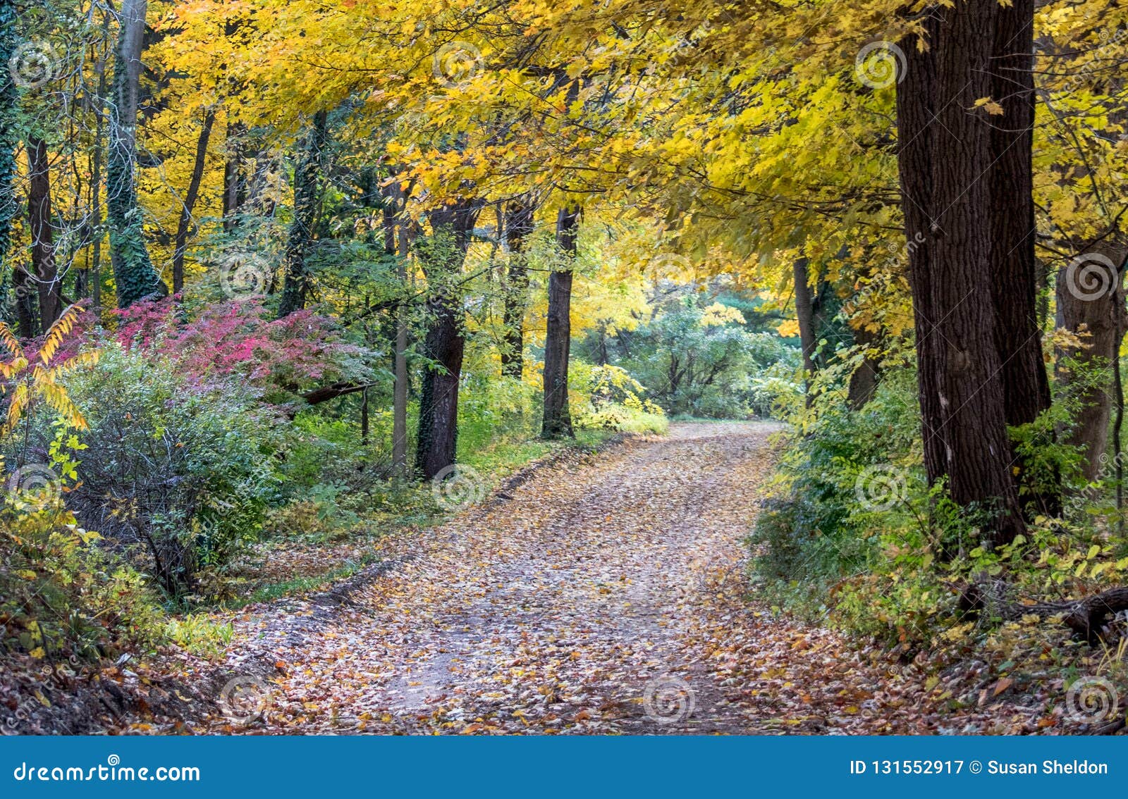 Canopy of Gold Oak Trees Over a Dirt Country Road Stock Image - Image ...