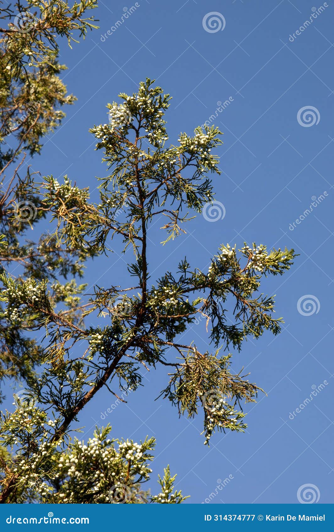 canopy of a juniperus bermudiana tree against blue sky