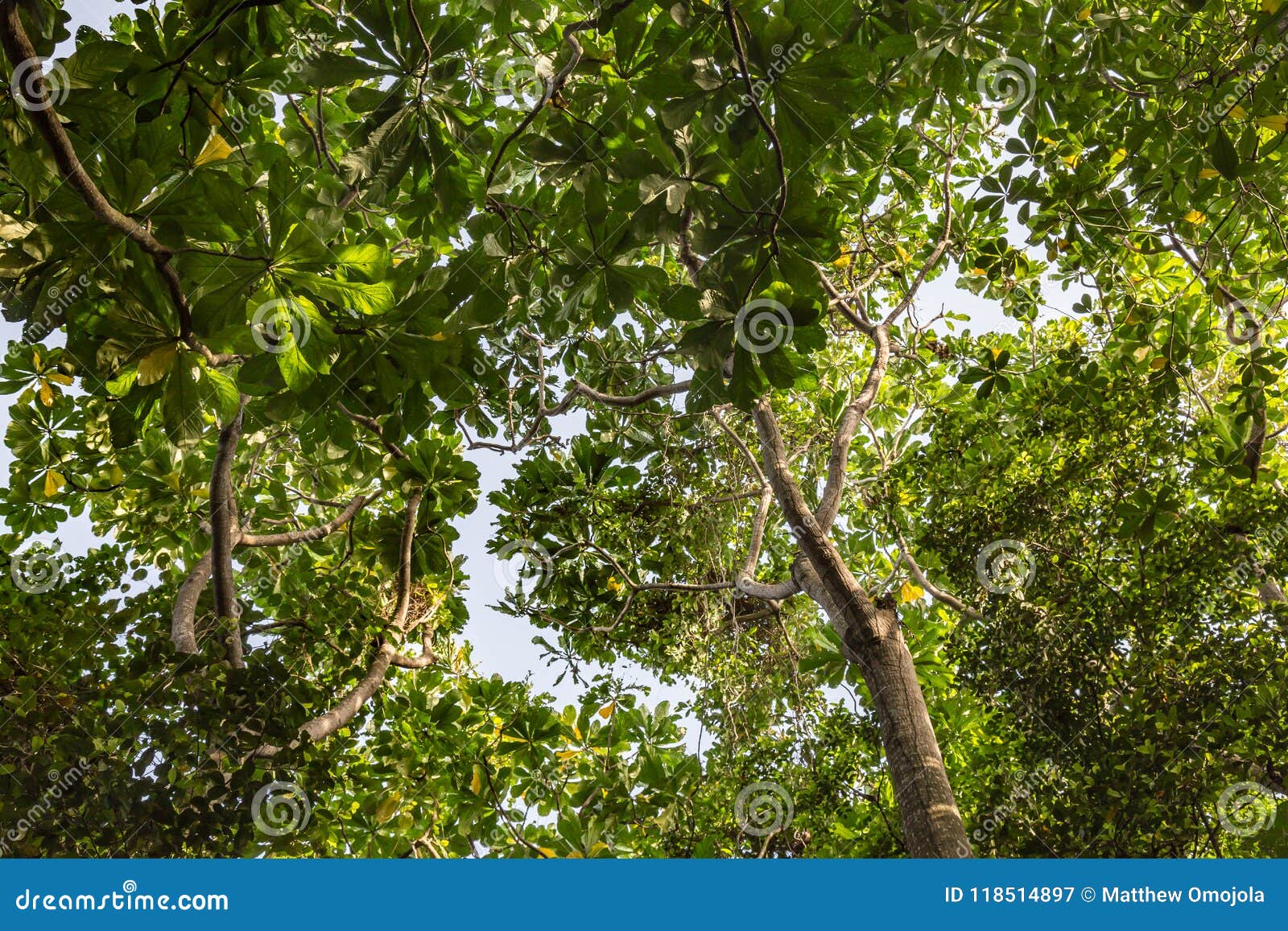 canopy of mangrove trees in mangrove forest as seen in lekki conservation center in lekki, lagos nigeria.