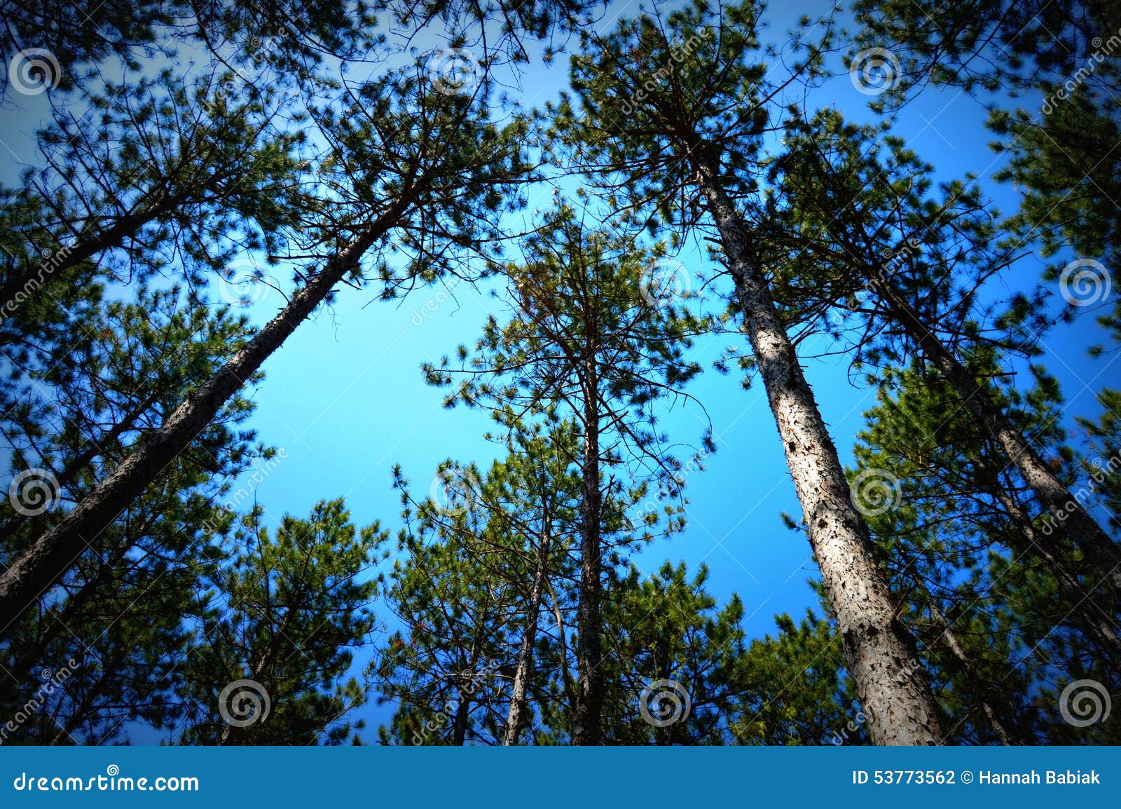 canopy of pine trees