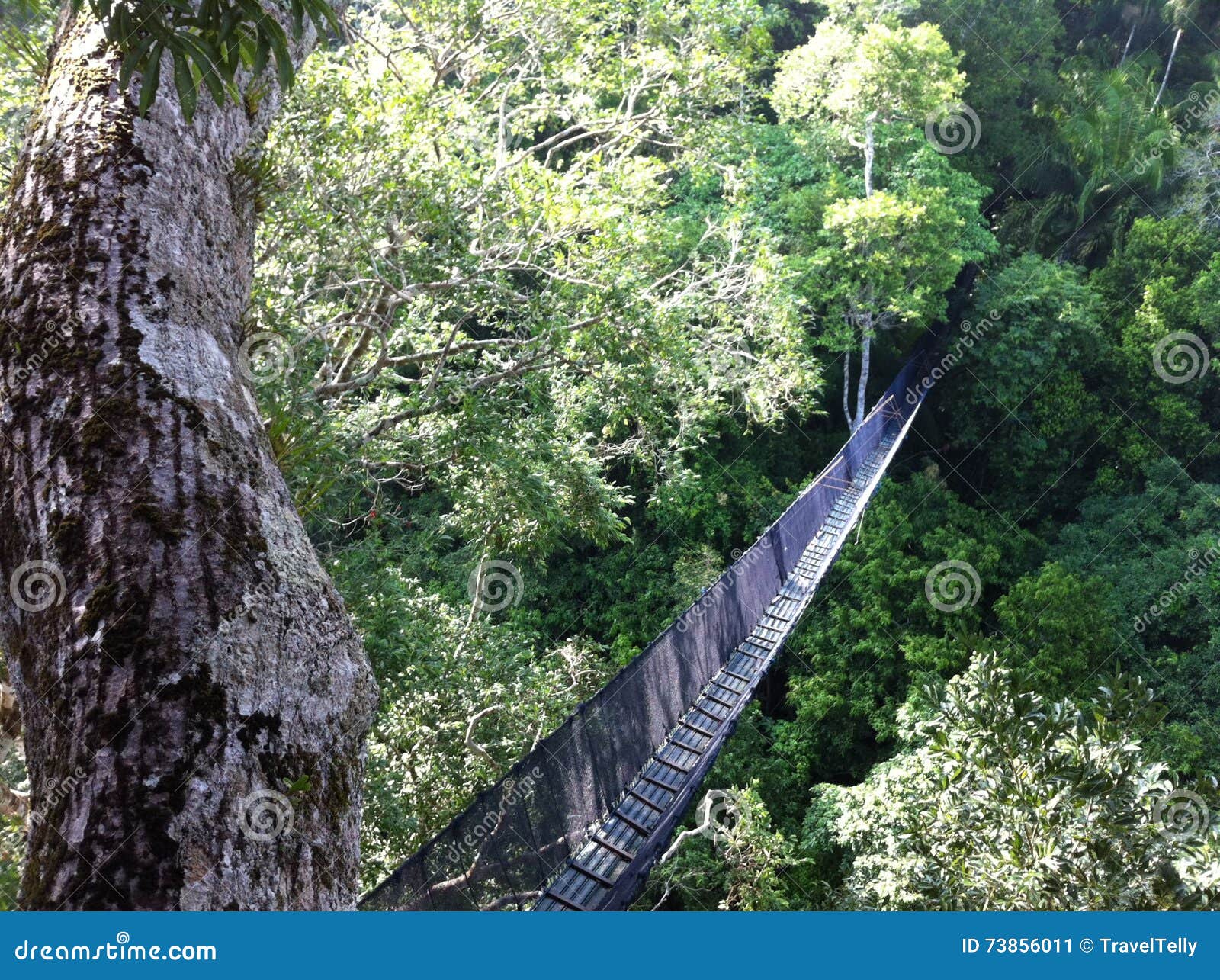 Canopy walk stock image. Image of travel, america, nature 73856011