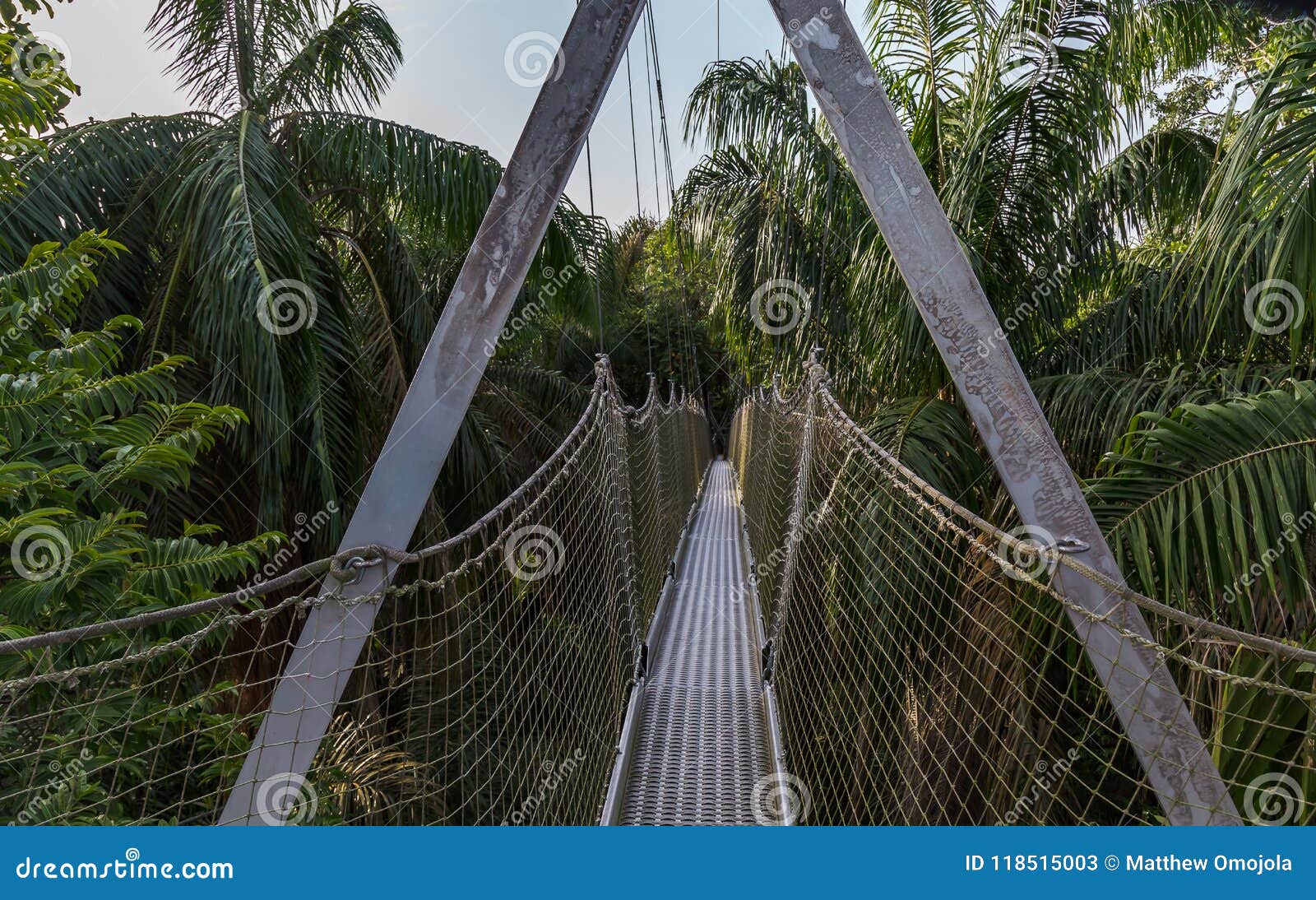 canopy walkway as seen at the lekki conservation center in lekki, lagos nigeria.