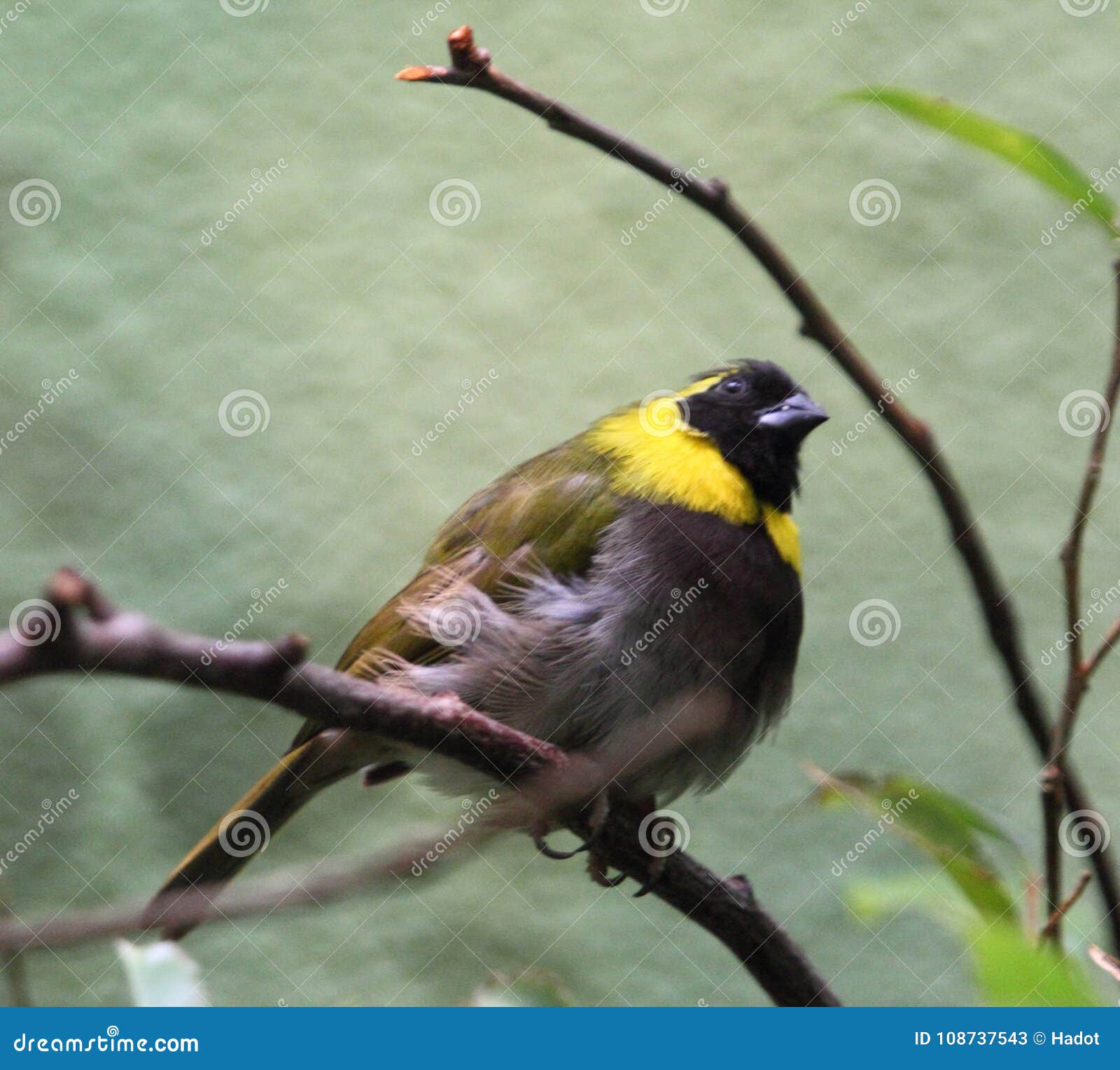 Canora De Tiaris De Grassquit De Cubain Image Stock Image