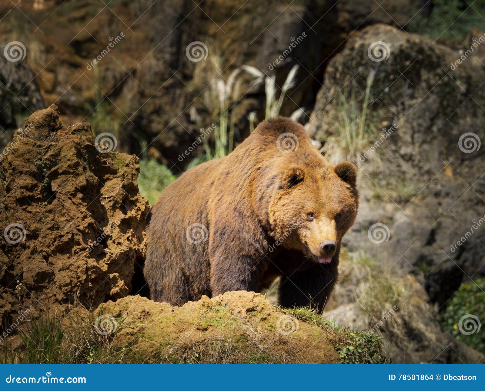cantabrian brown bear