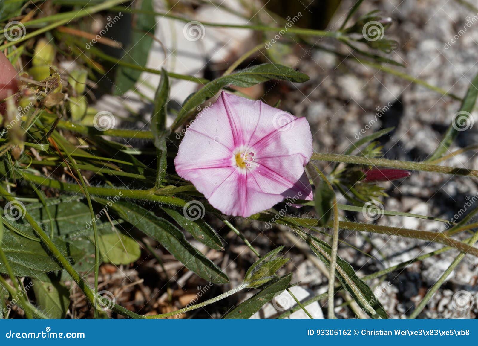 cantabrican morning glory convolvulus cantabrica