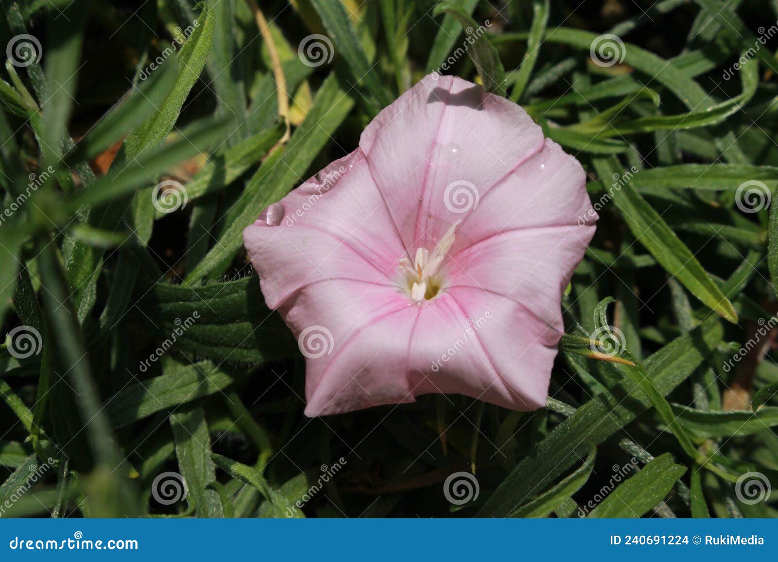 `cantabrican morning glory` flower - convolvulus cantabrica