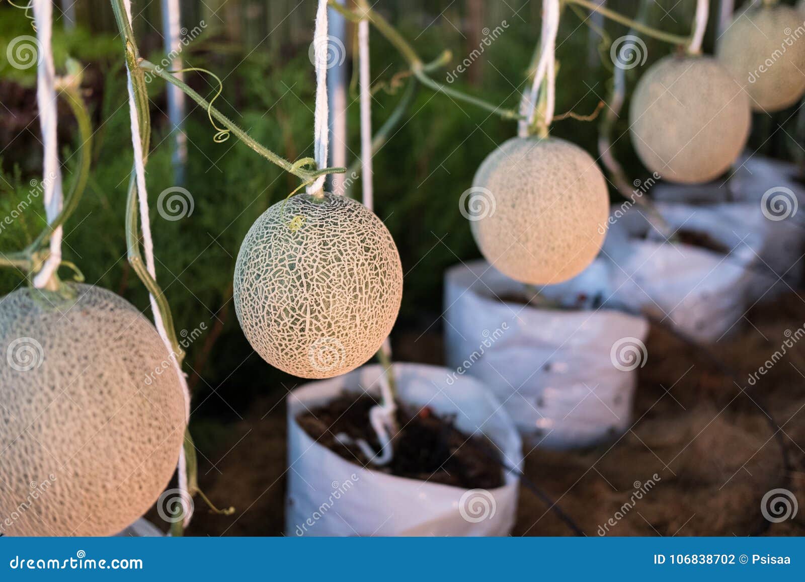 Cantaloup Green Melon Growing in Farm Stock Photo Image of cultivated