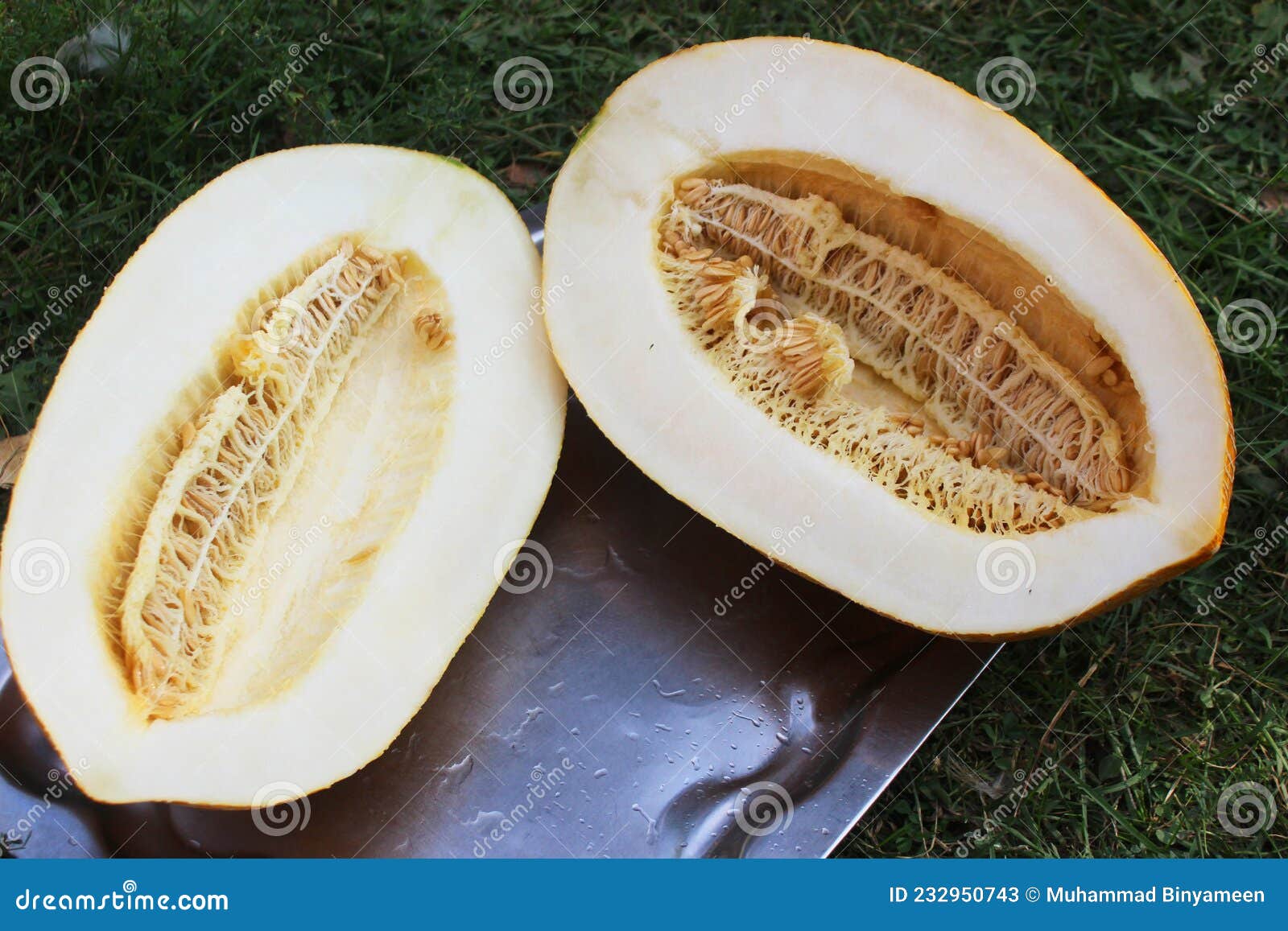 Cantaloupe fruit and seeds stock image. Image of object 232950743