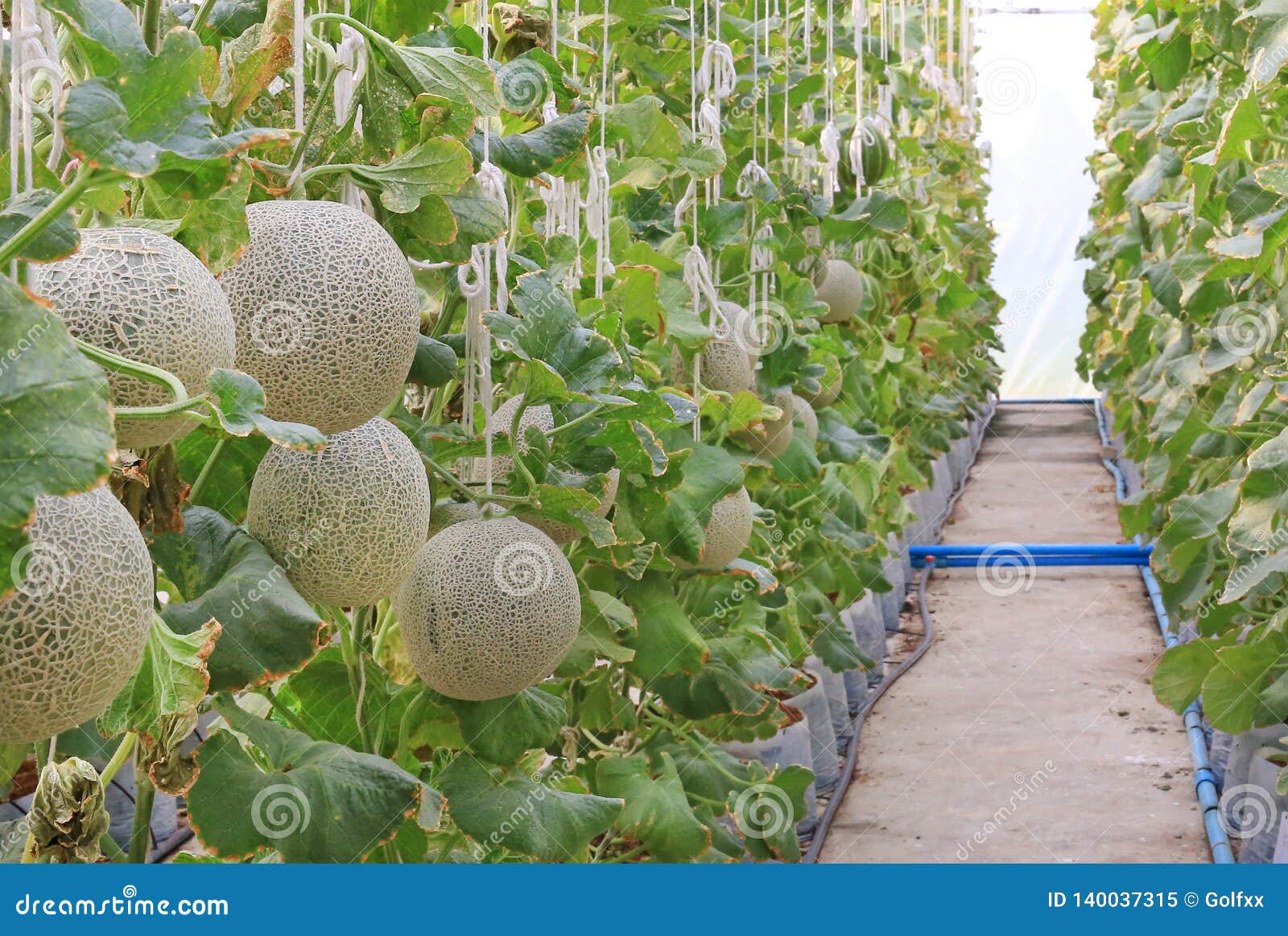 Cantaloupe Melon in Greenhouse Farm Stock Image Image of organic