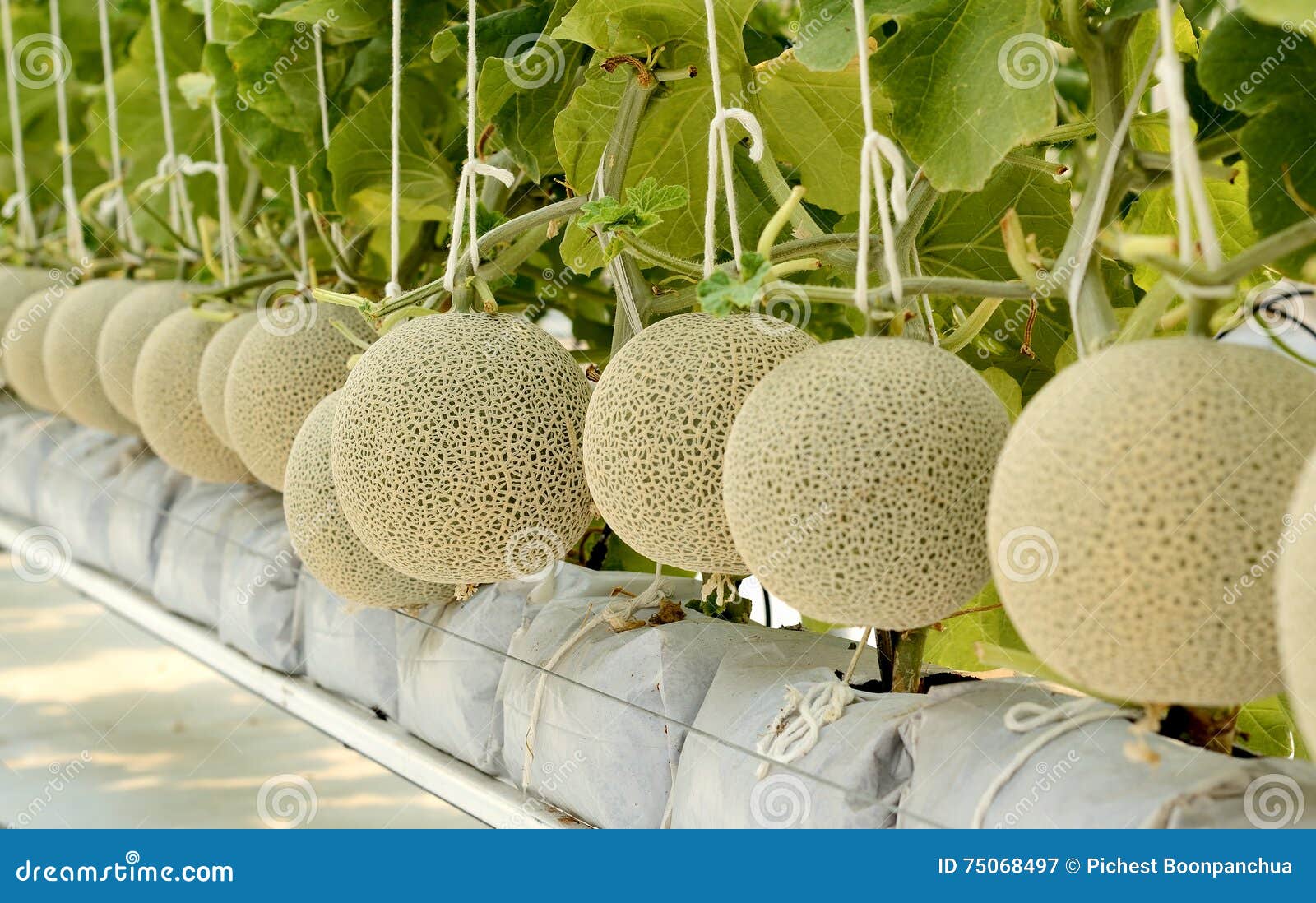 Cantaloupe Melon Growing in a Greenhouse Stock Image Image of