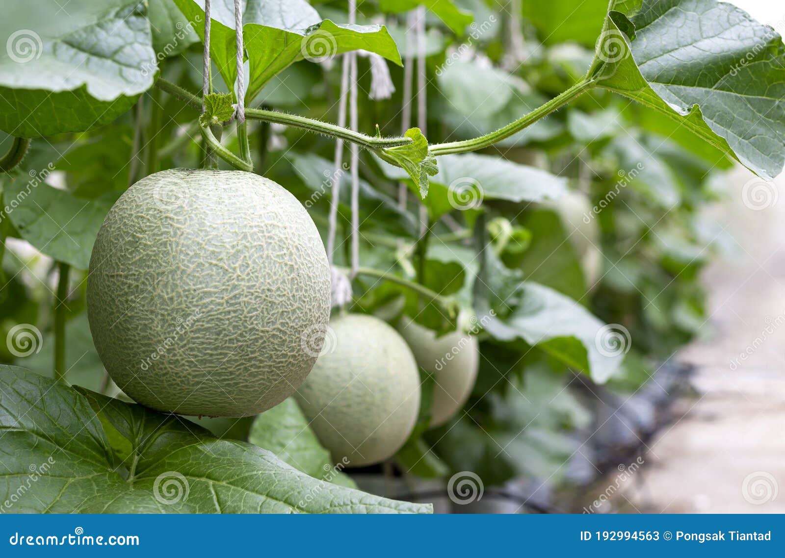 Cantaloupe Melon is Growing in Greenhouse. Melon is a Large Fruit of a Plant of the Gourd Family, with Sweet Flesh Stock Image - Image of health, agriculture: 192994563