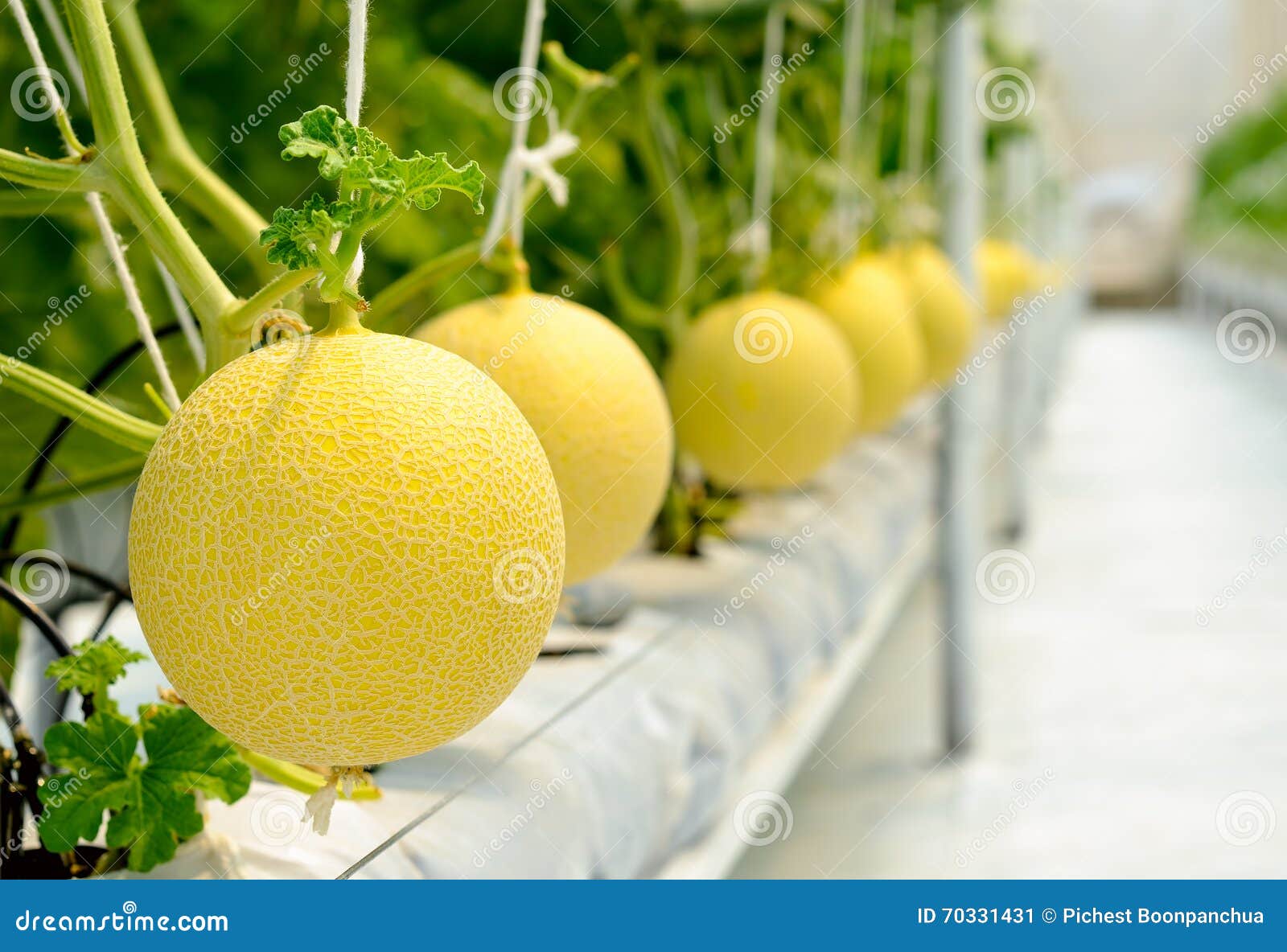 Cantaloupe Melon Growing in a Greenhouse Stock Image Image of green
