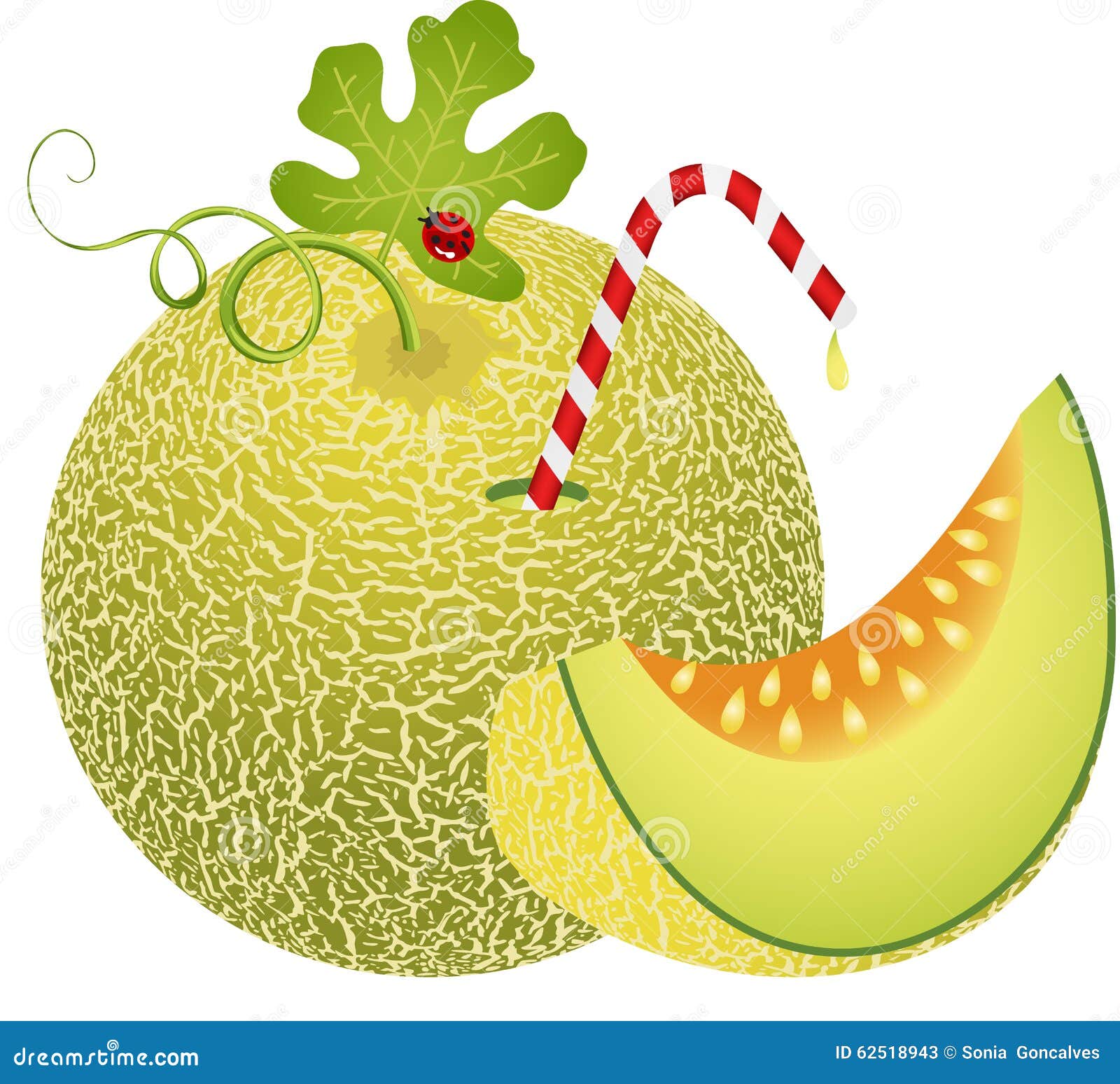 Cantaloupe Melon Digital Clipart Vector Illustration CartoonDealer