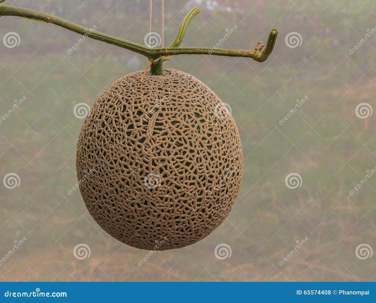 Cantaloupe Melons Growing in a Greenhouse Stock Photo Image of fruit