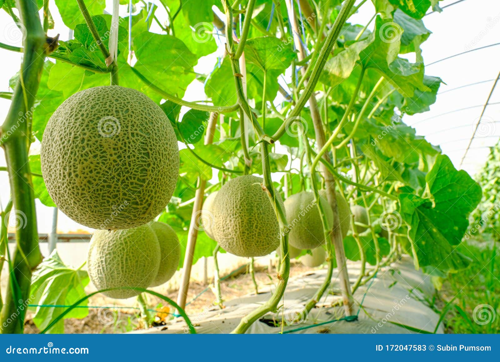 Cantaloupe Melons Plants Growing in Greenhouse Supported by String