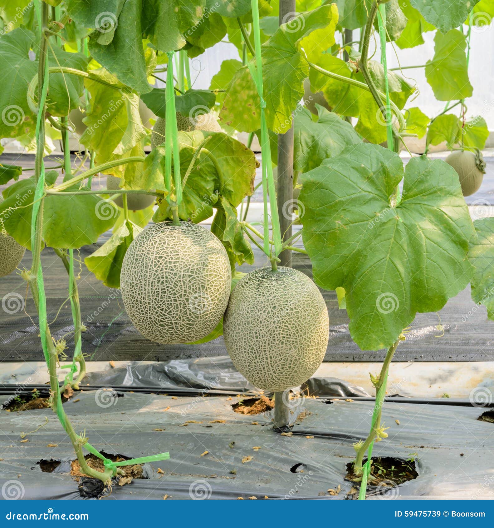 Plantation De Melon 84