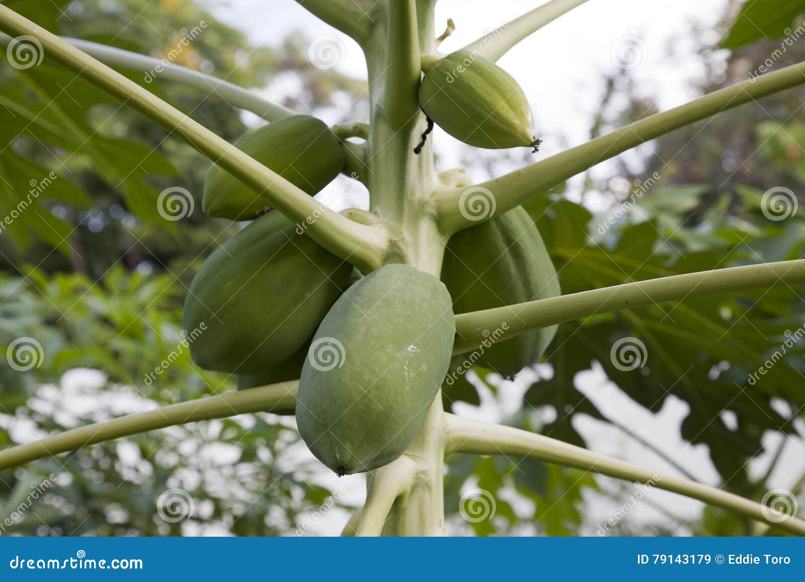 Cantaloupe Still Green on Growing Plant Stock Image Image of melo