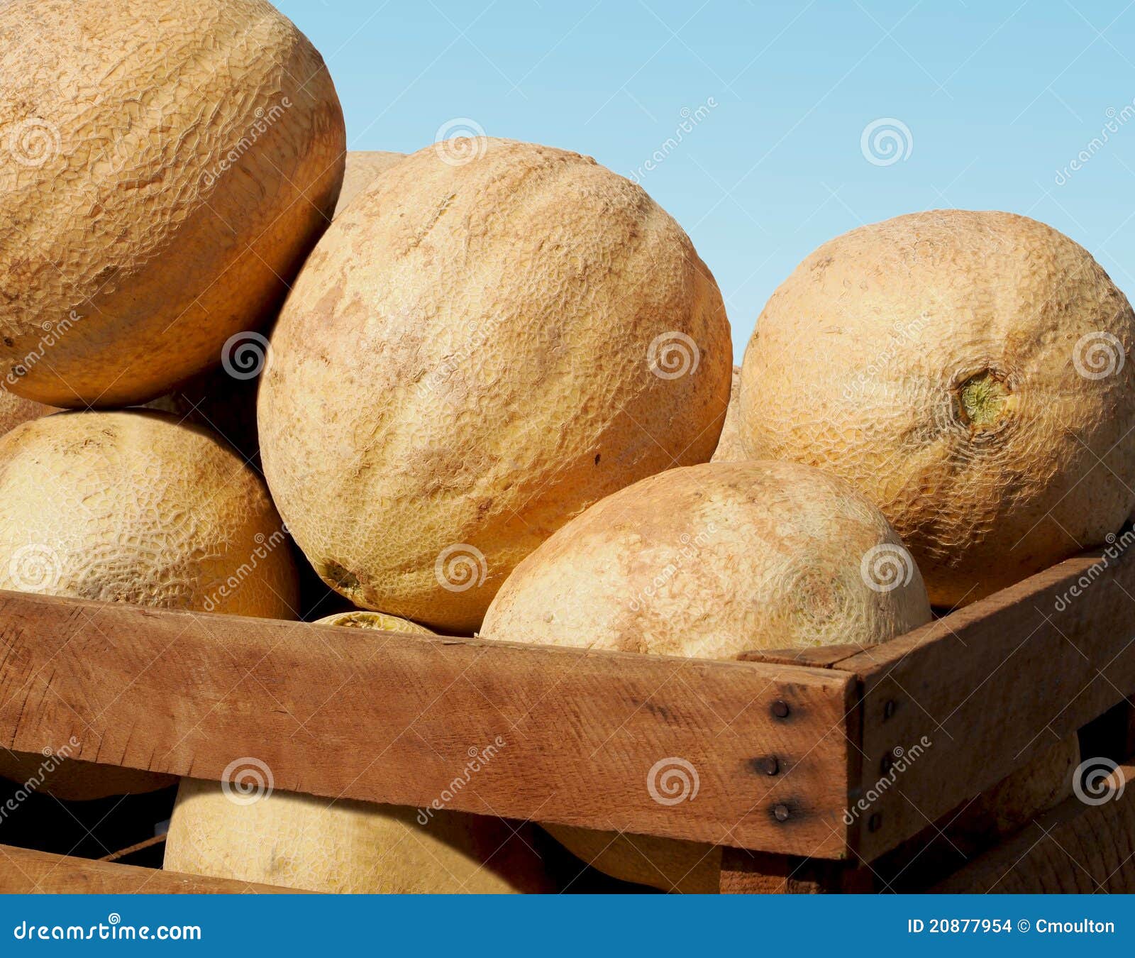 Cantaloupes in a Crate stock photo. Image of sweet, texture 20877954