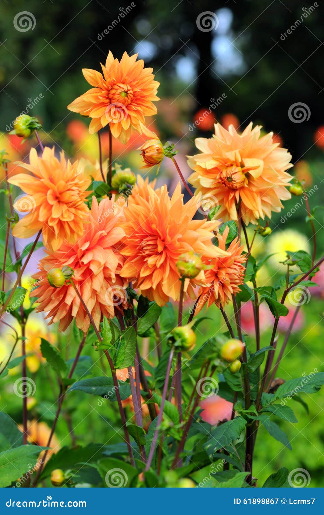 Canteiro De Flores Com Dálias Alaranjadas Imagem de Stock - Imagem de  jardim, beleza: 61898867